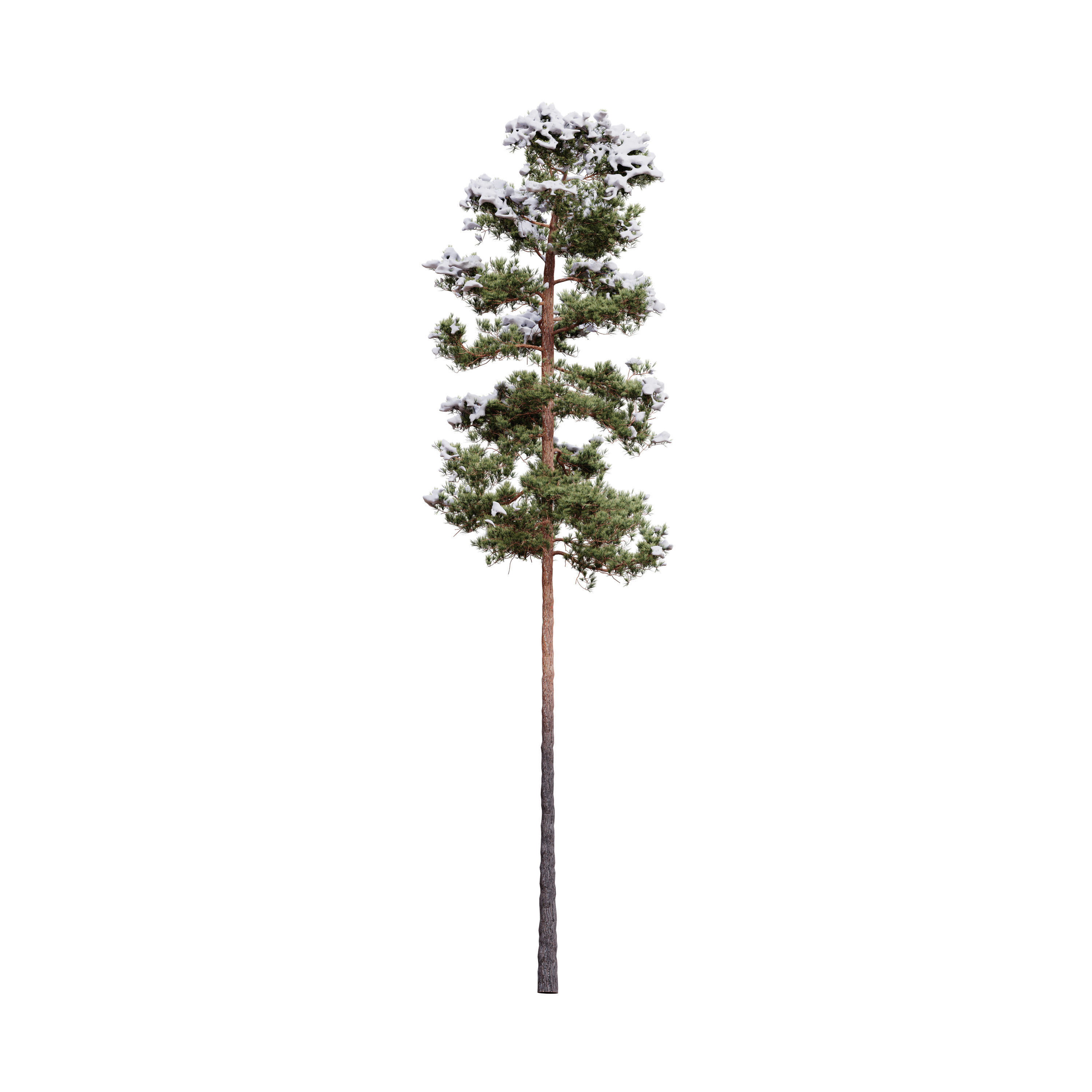 Pinus Syluestriformis Snow Pack of 12 Pines  3D model_9