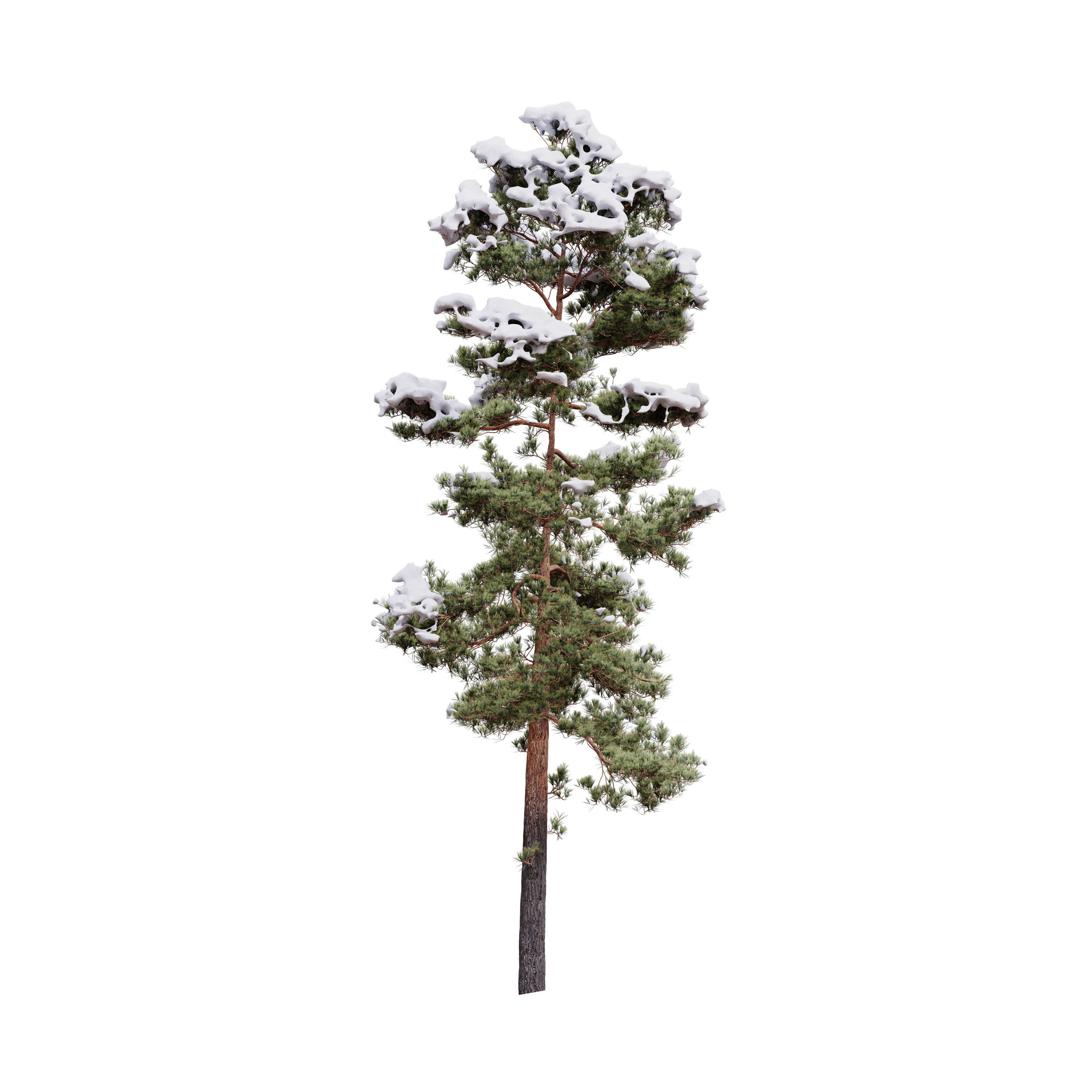 Pinus Syluestriformis Snow Pack of 12 Pines  3D model_12