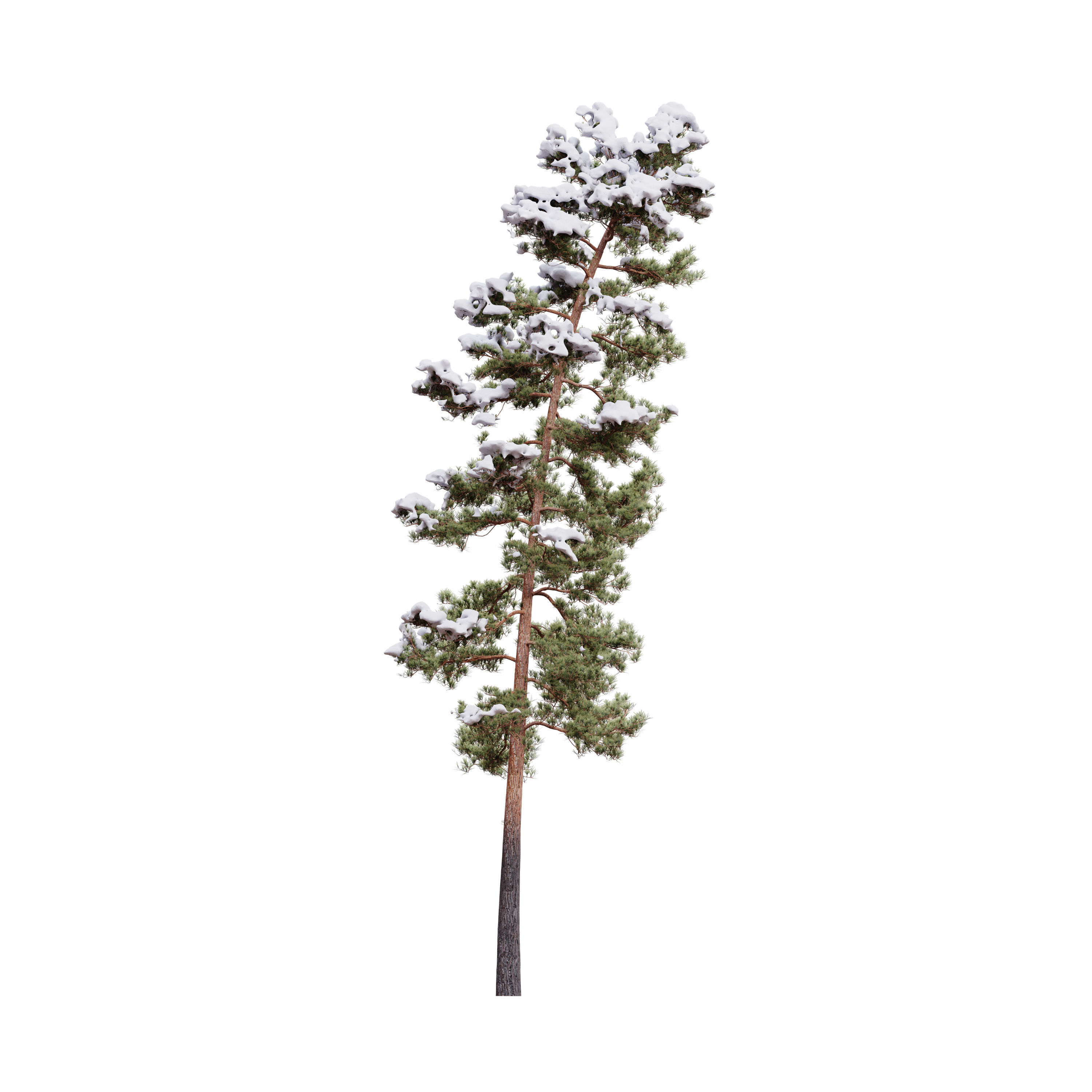 Pinus Syluestriformis Snow Pack of 12 Pines  3D model_11