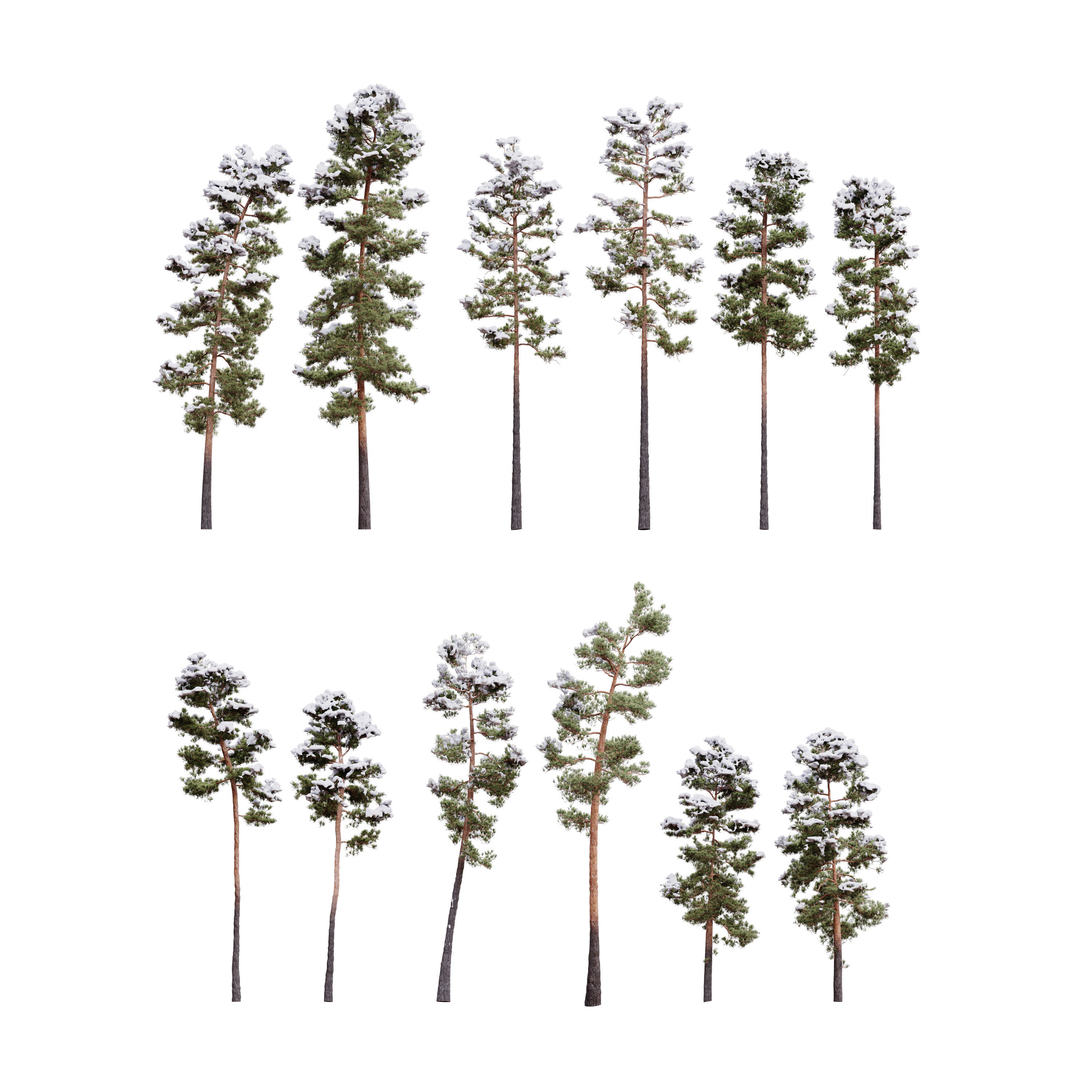 Pinus Syluestriformis Snow Pack of 12 Pines  3D model_1