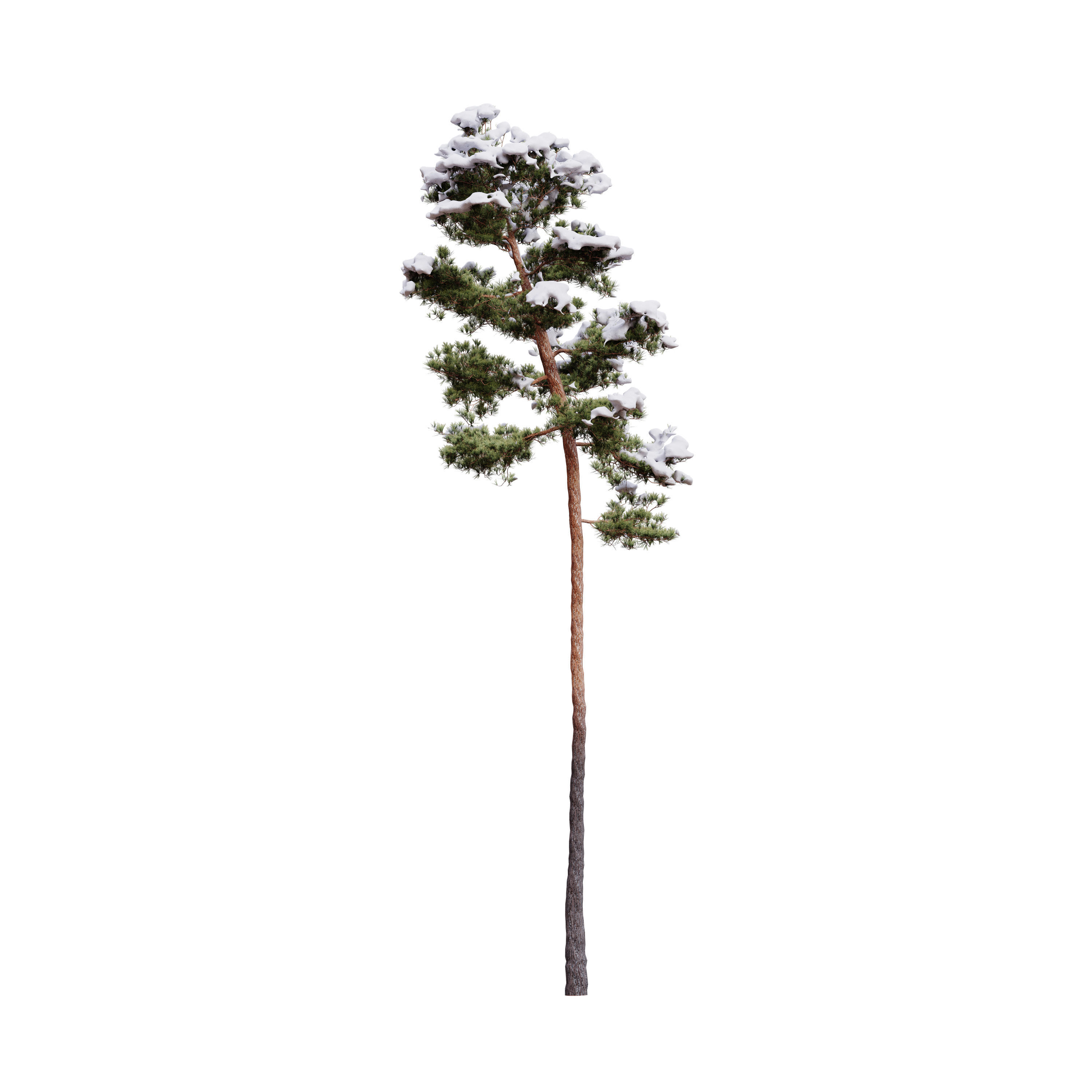 Pinus Syluestriformis Snow Pack of 12 Pines  3D model_4