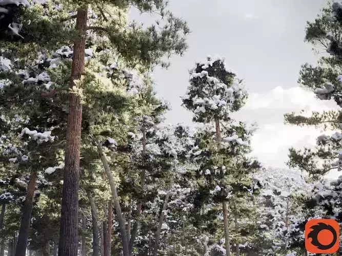 Pinus Syluestriformis Snow Pack of 12 Pines  3D model