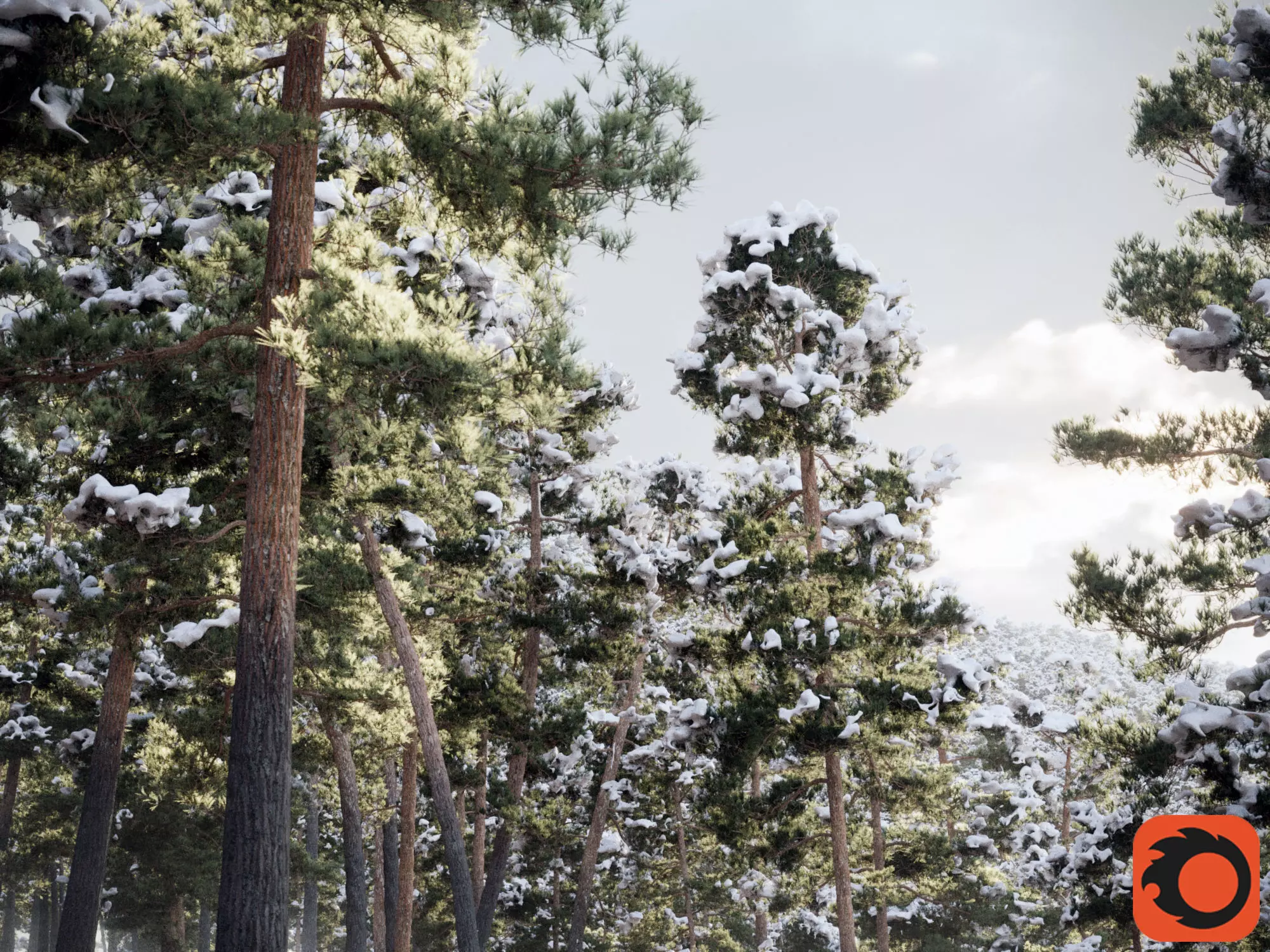 Pinus Syluestriformis Snow Pack of 12 Pines  3D model_0