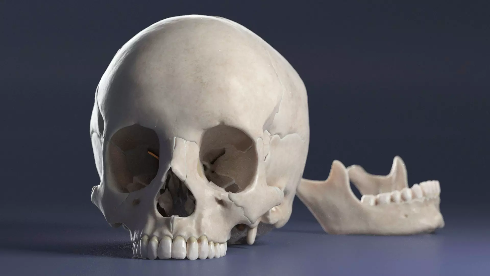 Female Skull 3D model