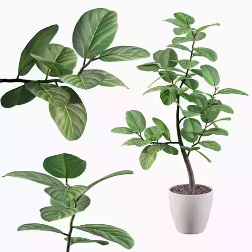 Ficus benghalensis
