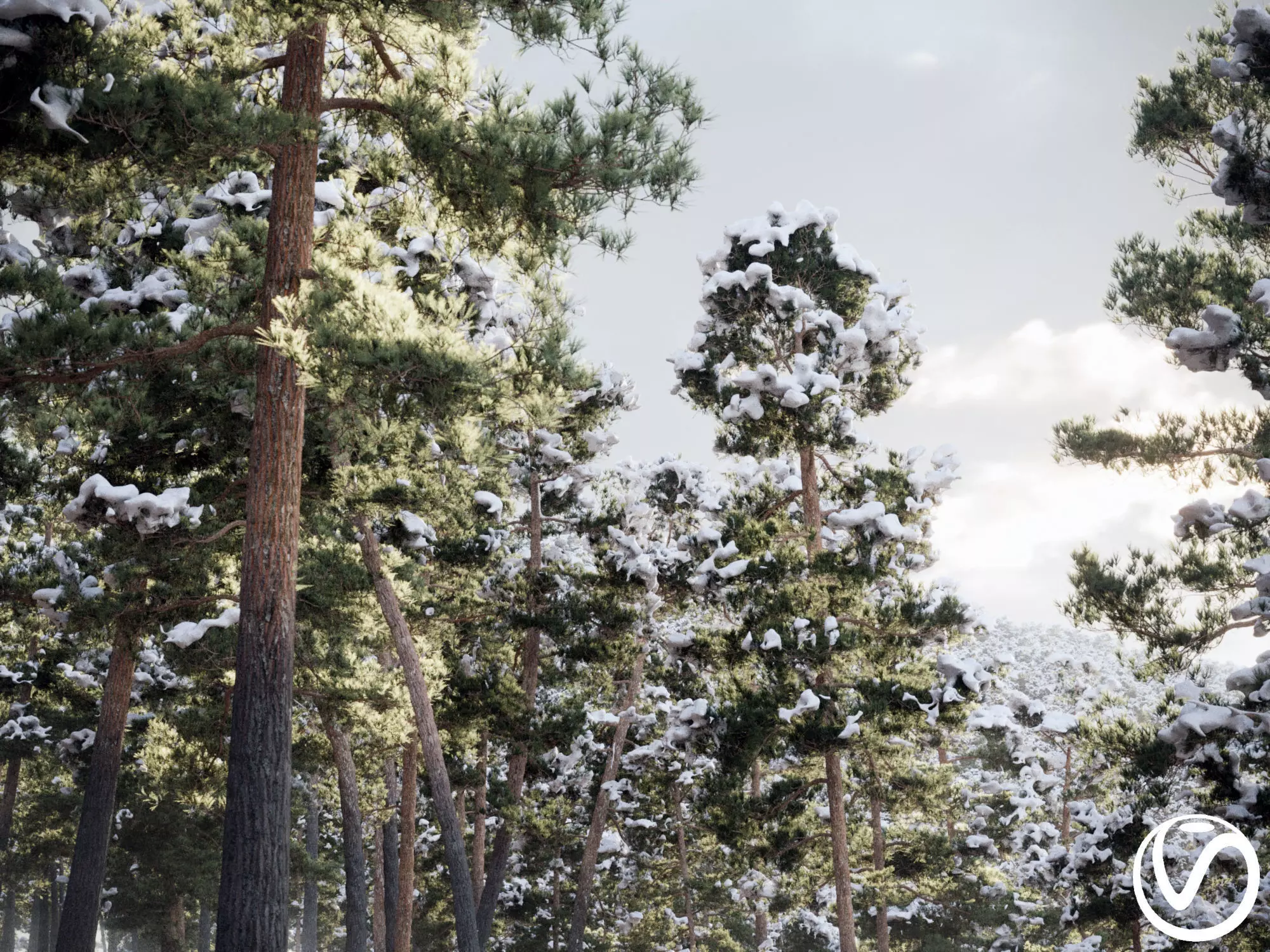 Pinus Syluestriformis Snow Pack of 12 Pines VRAY 3D model 3D model_0