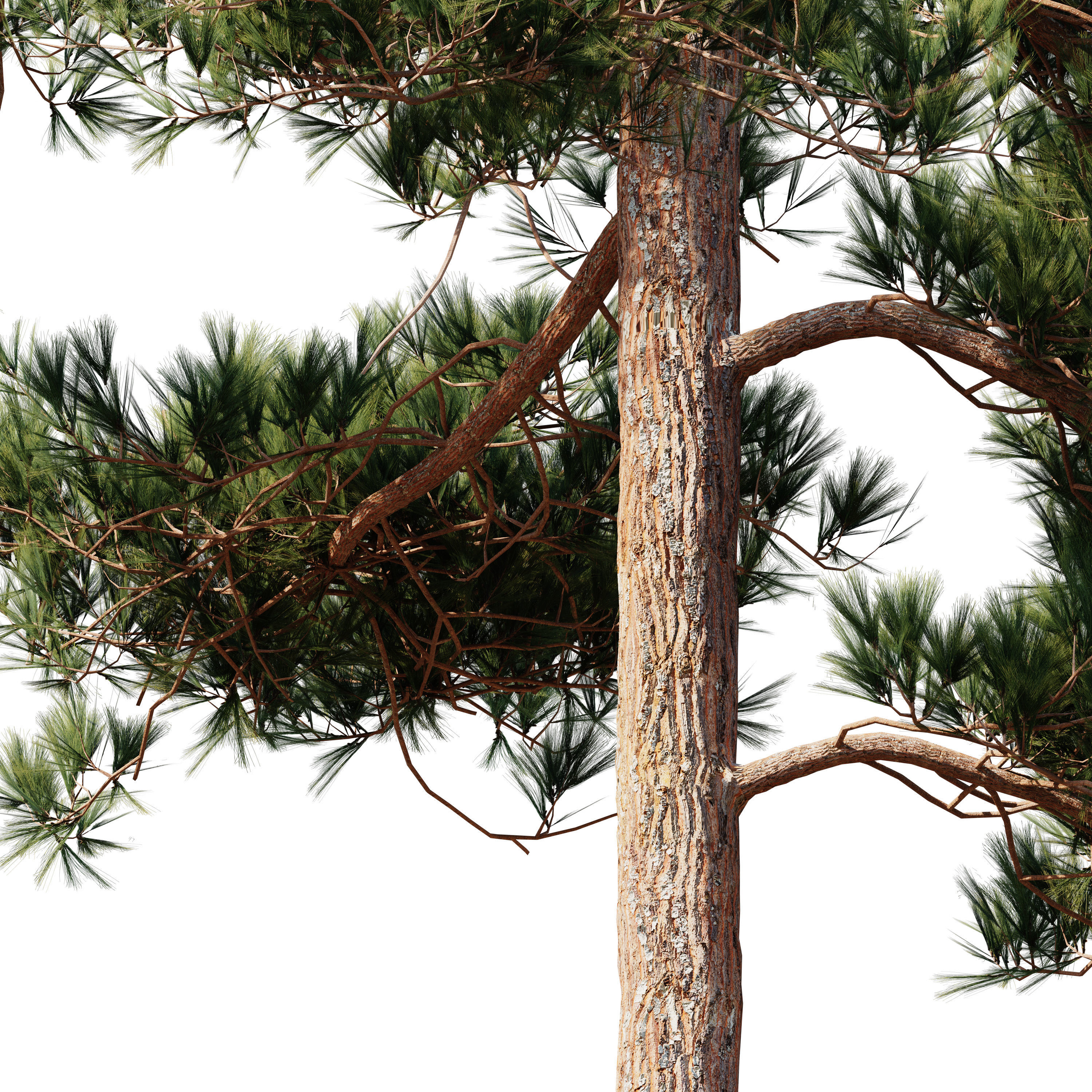 Pinus Syluestriformis Snow Pack of 12 Pines VRAY 3D model 3D model_15