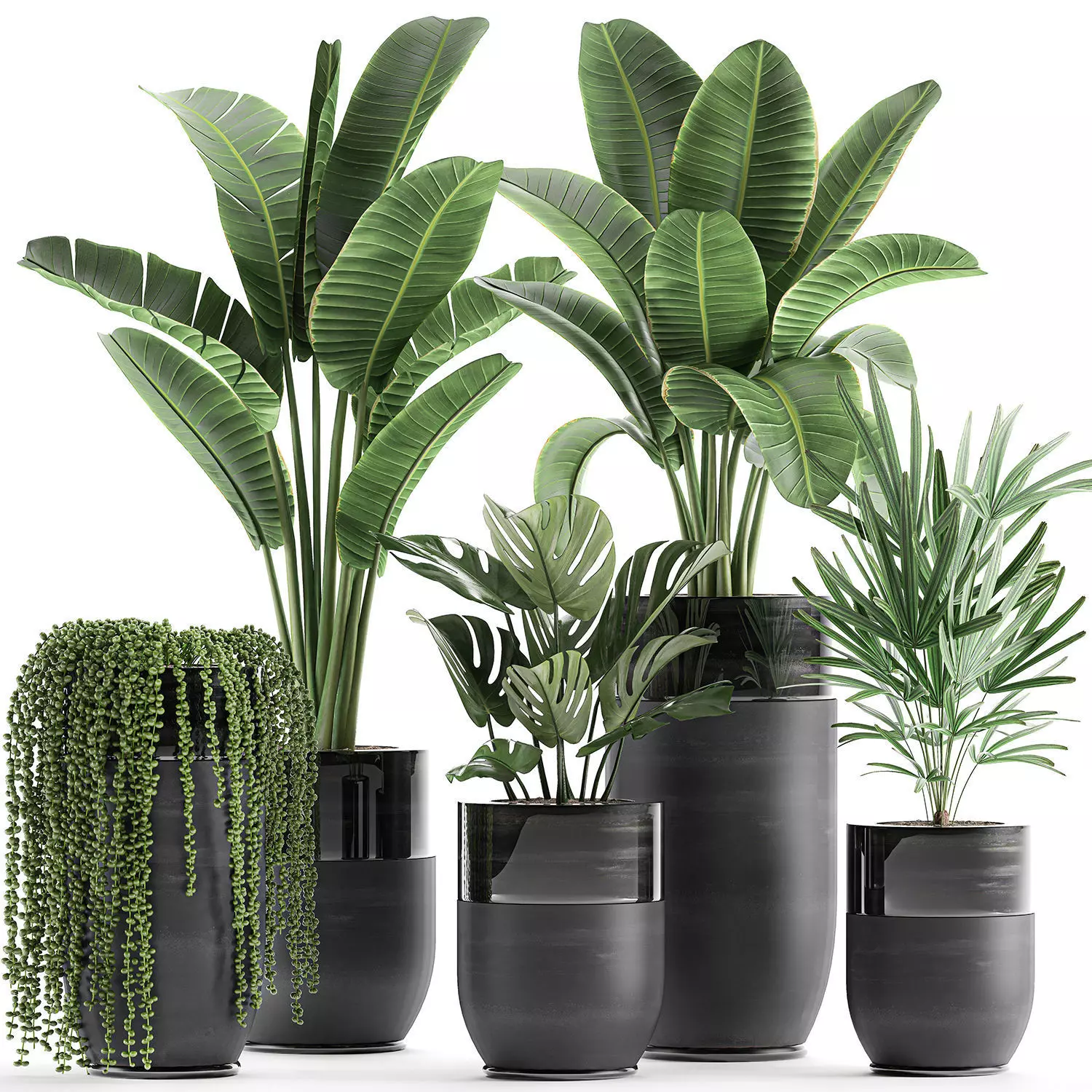 Houseplants in a black pot for the interior 709 3D model