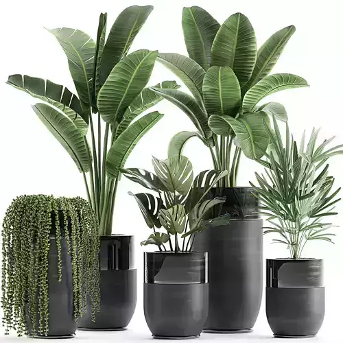 Houseplants in a black pot for the interior 709