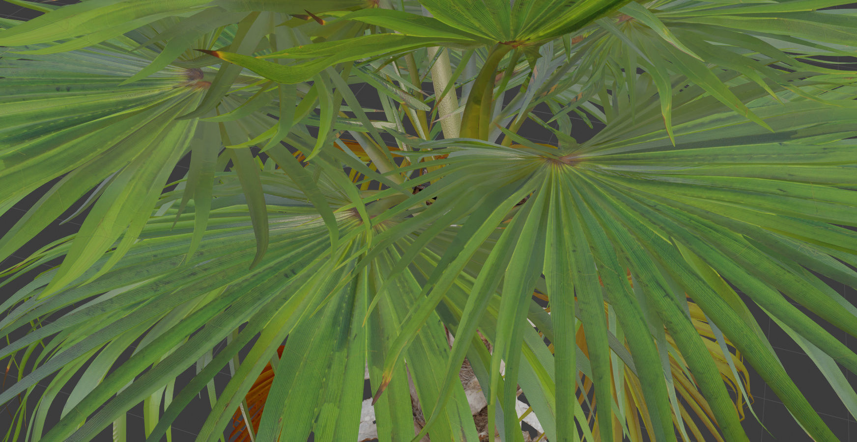 Palm tree 4 - photoscan Low-poly 3D model_11