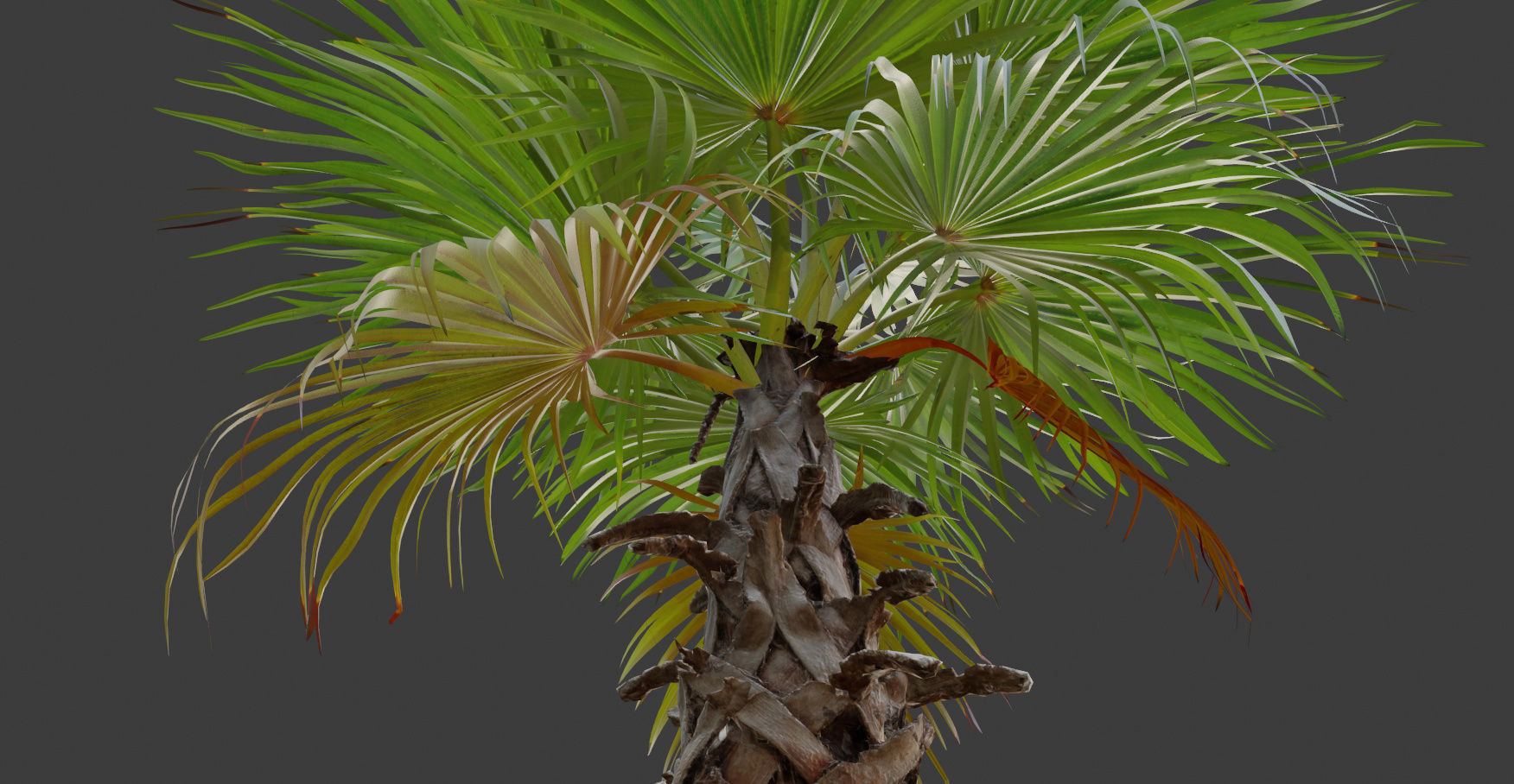 Palm tree 4 - photoscan Low-poly 3D model_16