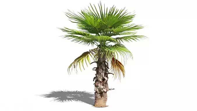 Palm tree 4 - photoscan Low-poly 3D model
