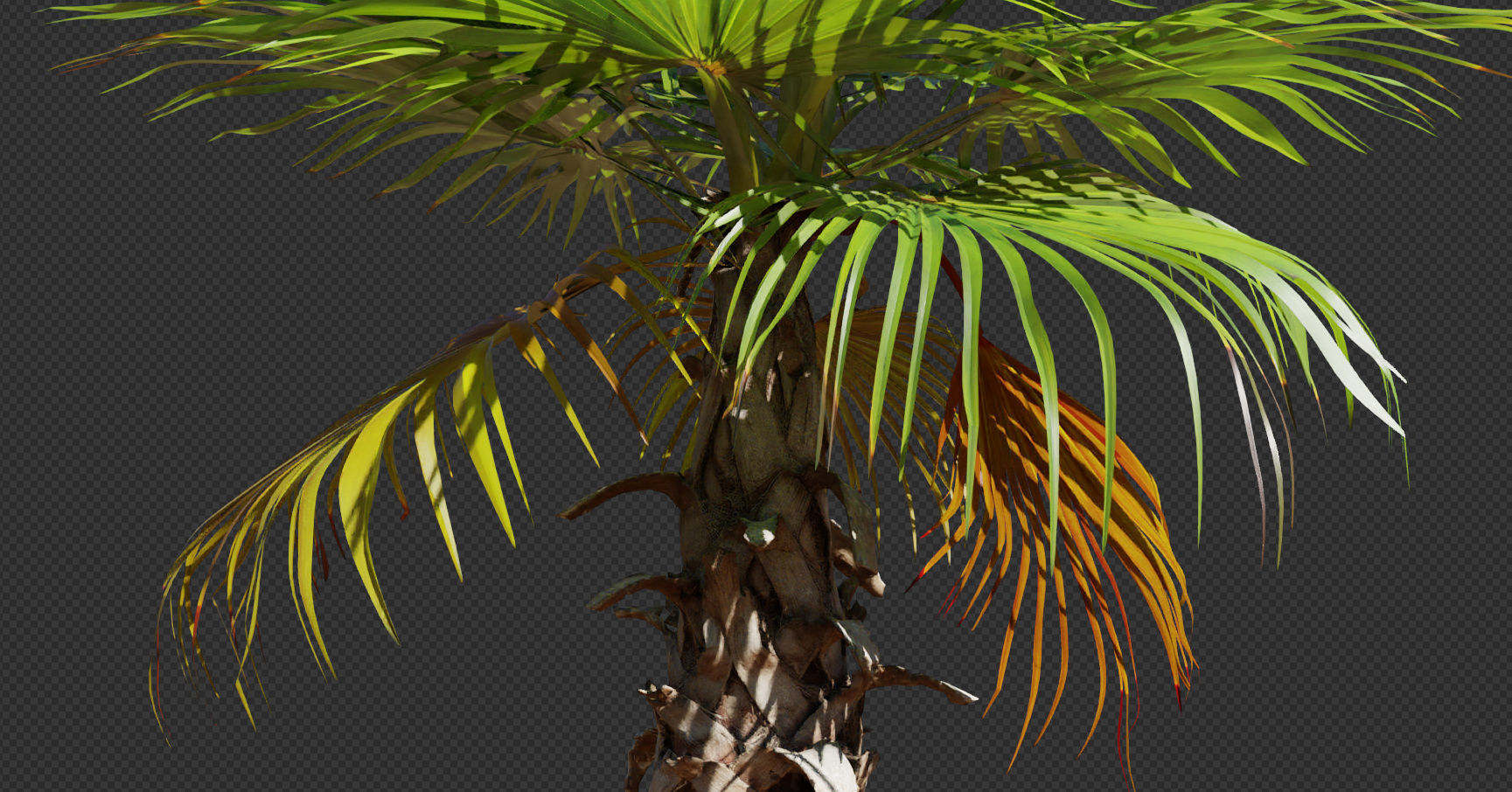 Palm tree 4 - photoscan Low-poly 3D model_14