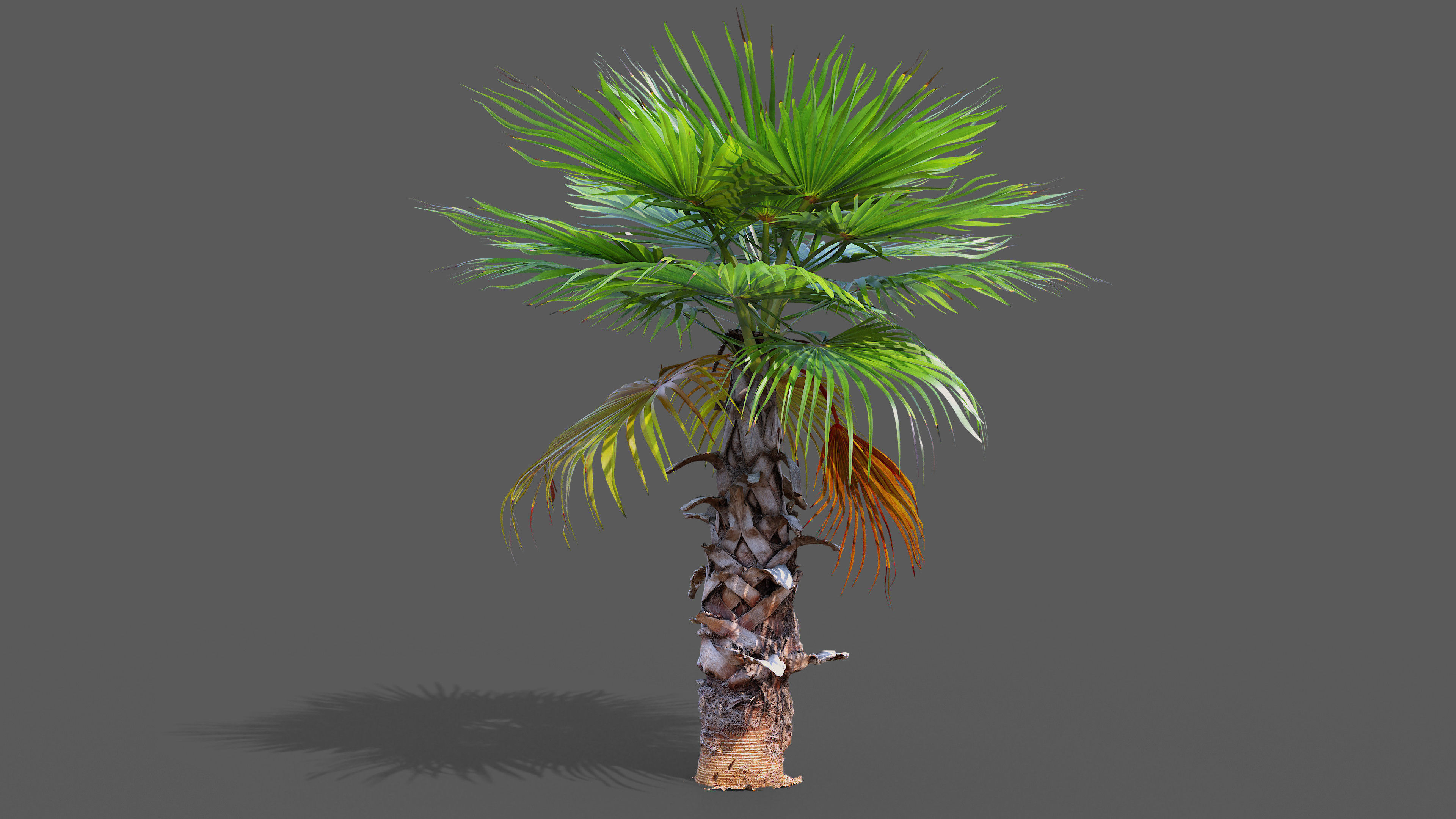Palm tree 4 - photoscan Low-poly 3D model_2