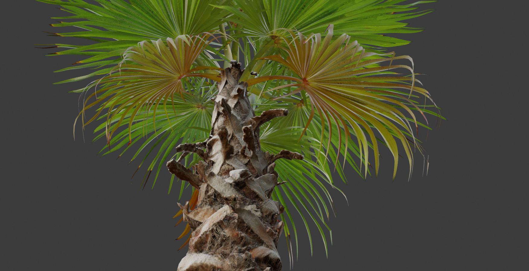 Palm tree 4 - photoscan Low-poly 3D model_13