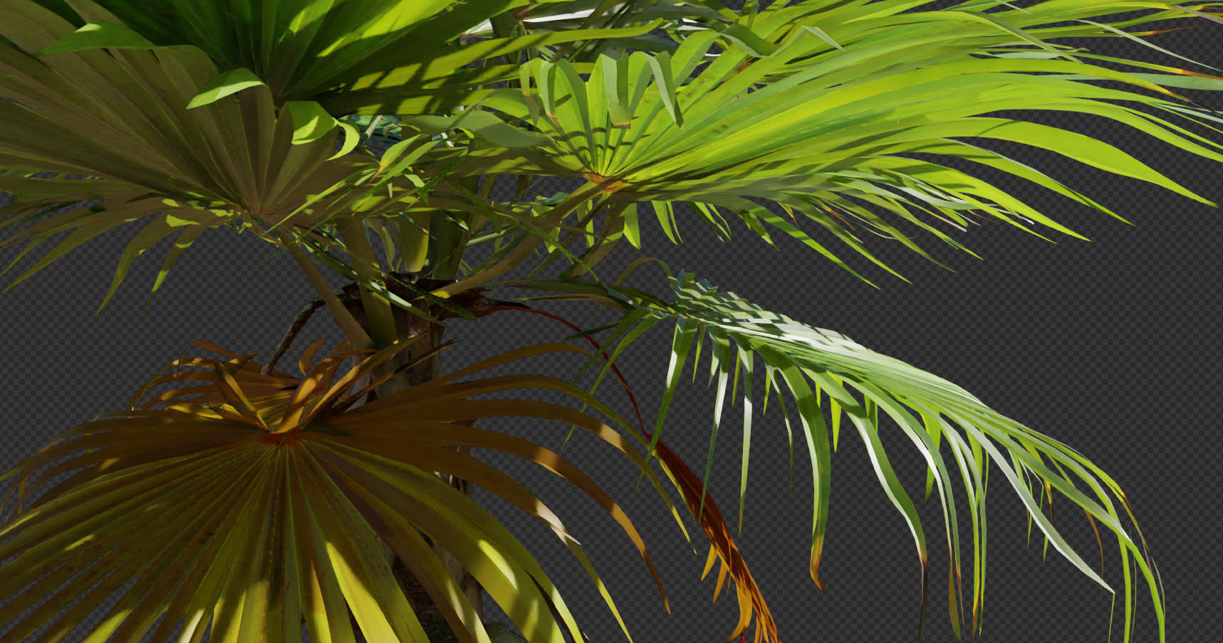 Palm tree 4 - photoscan Low-poly 3D model_15