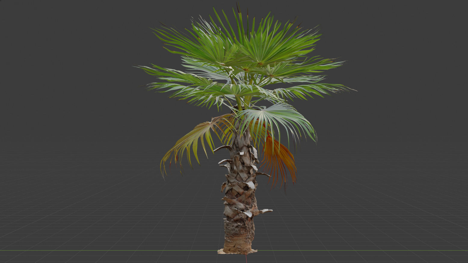 Palm tree 4 - photoscan Low-poly 3D model_4