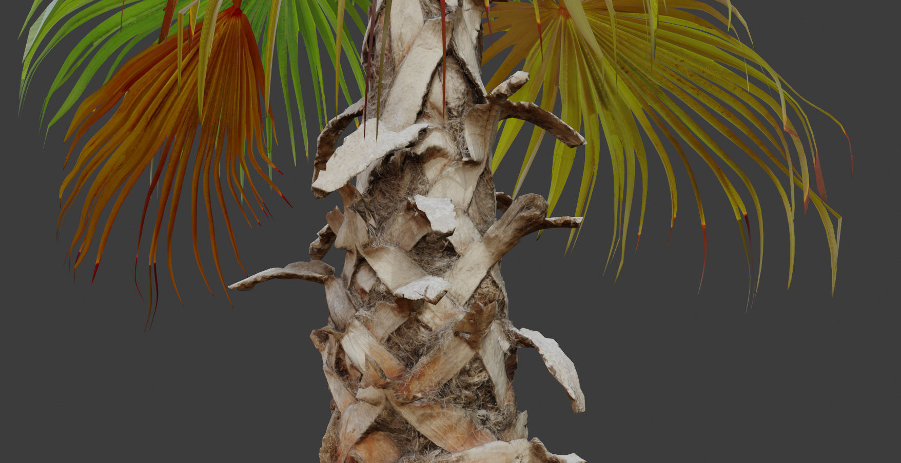 Palm tree 4 - photoscan Low-poly 3D model_12