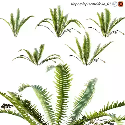 Nephrolepis cordifolia 01