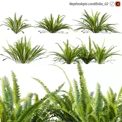 Nephrolepis cordifolia 02