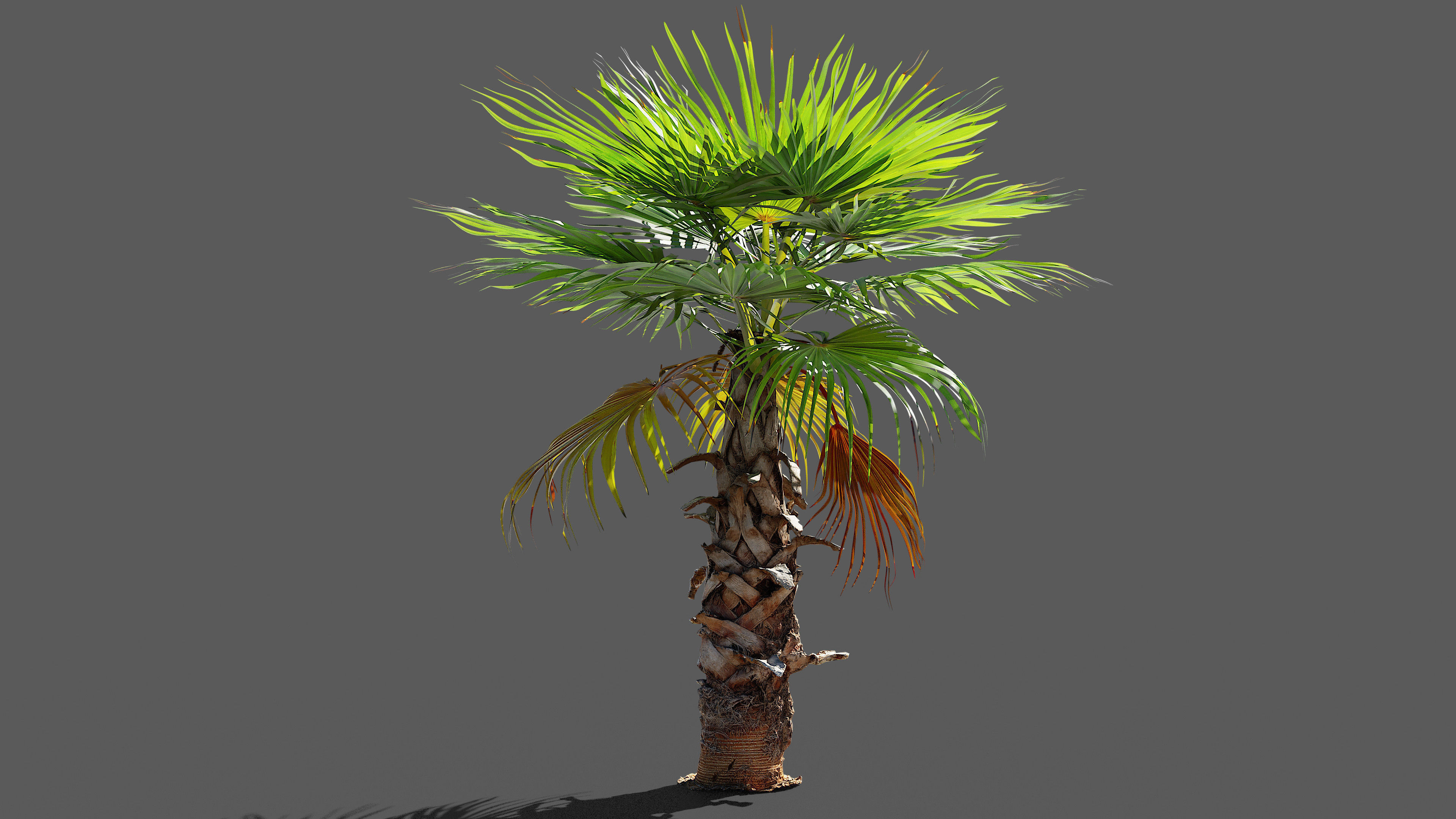 Palm trees - Photoscanned collection _5