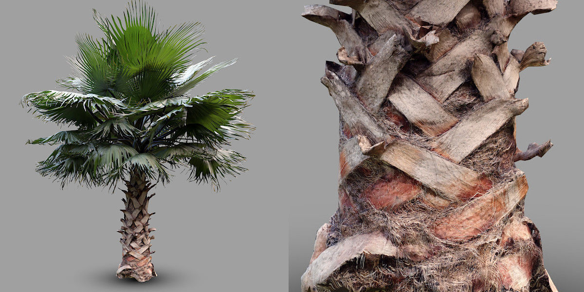 Palm trees - Photoscanned collection _3