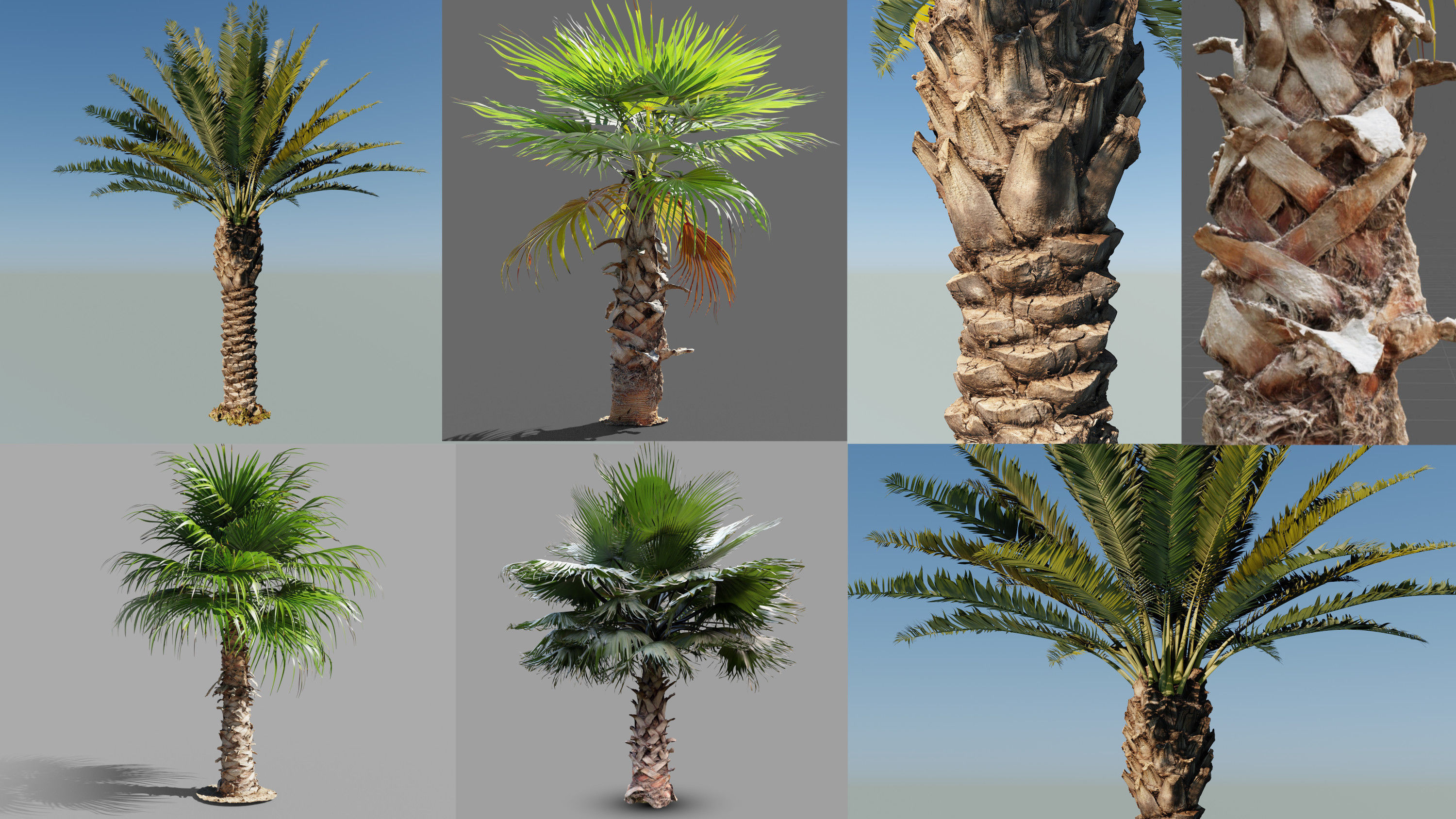 Palm trees - Photoscanned collection _2