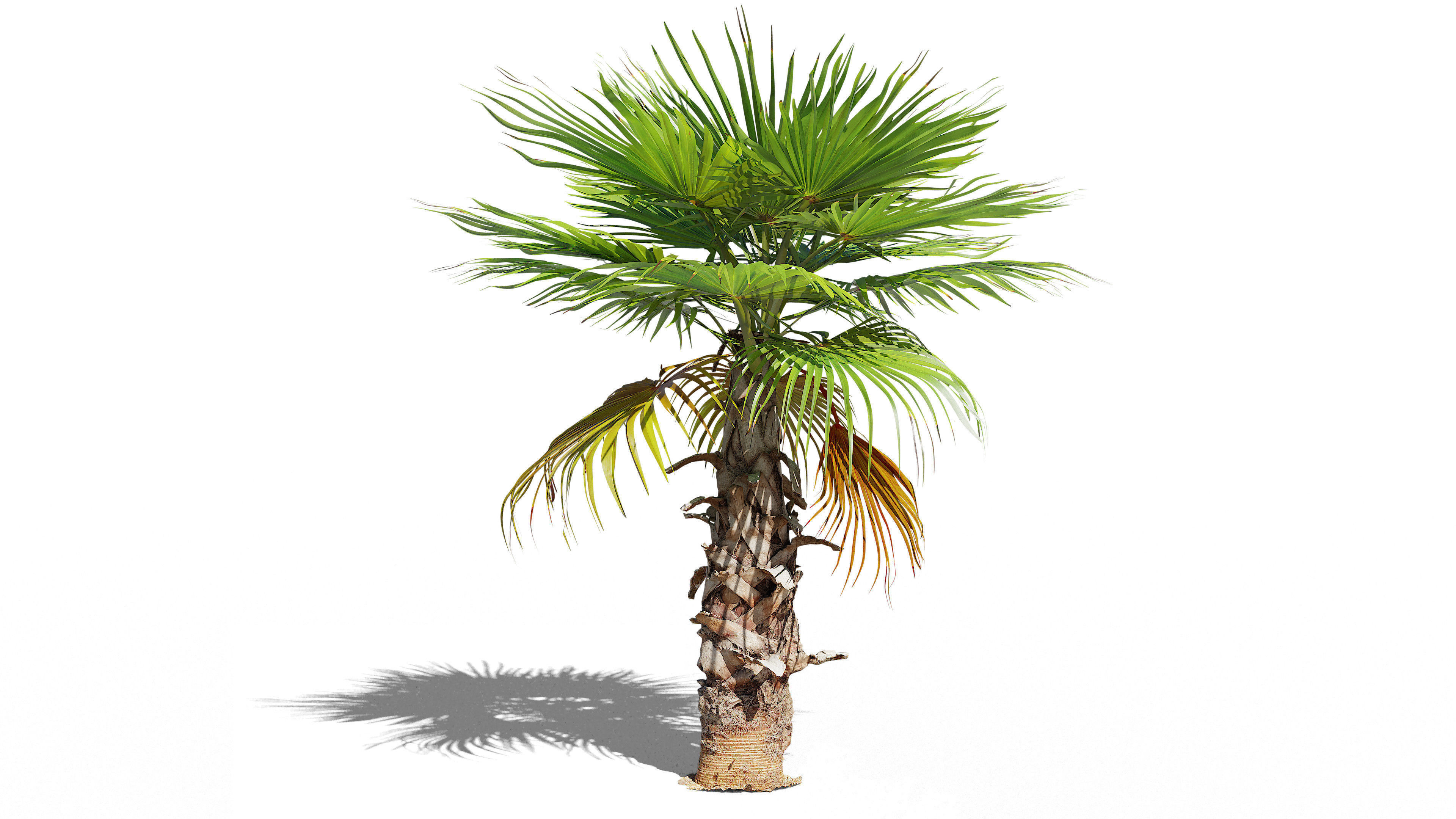 Palm trees - Photoscanned collection _7