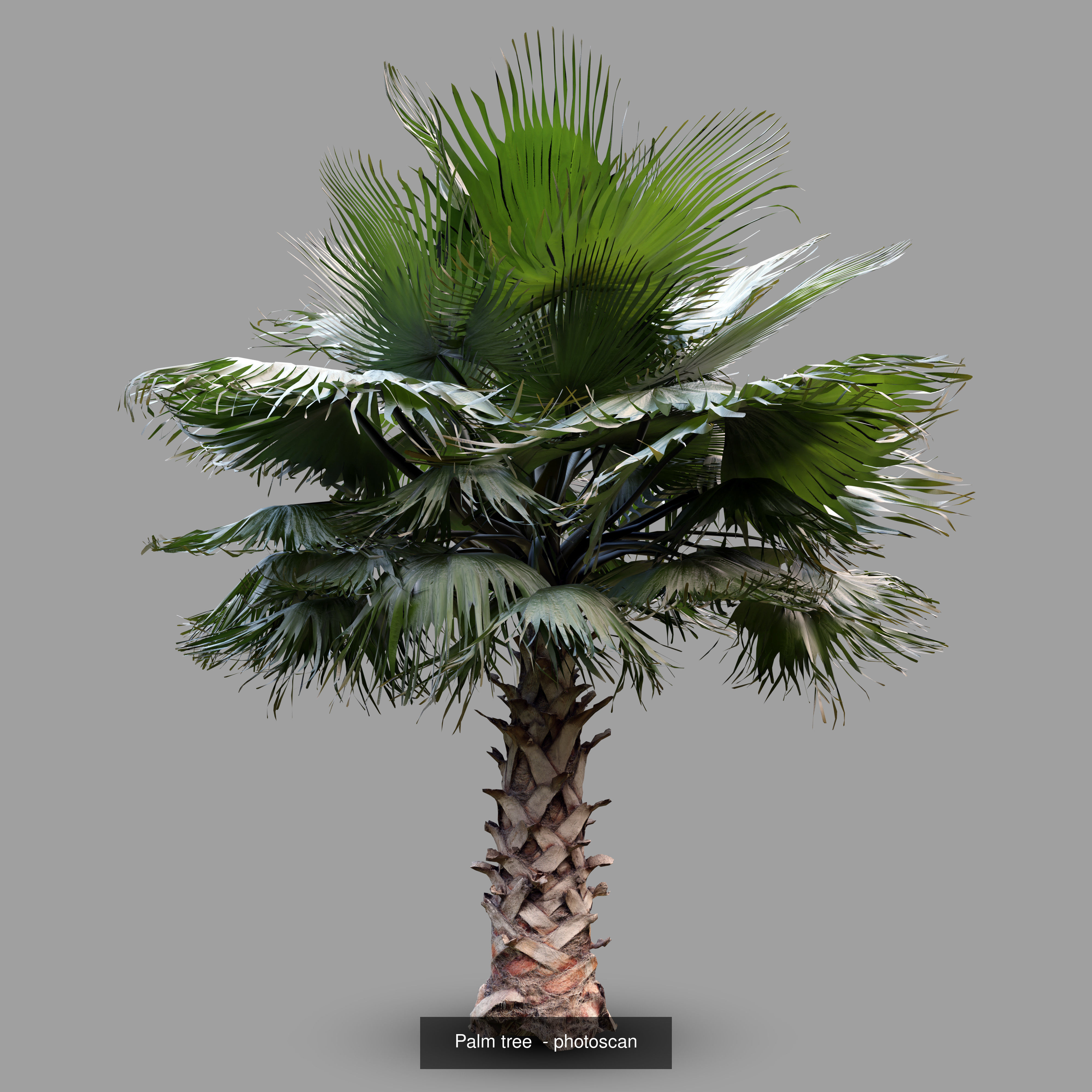 Palm trees - Photoscanned collection _4