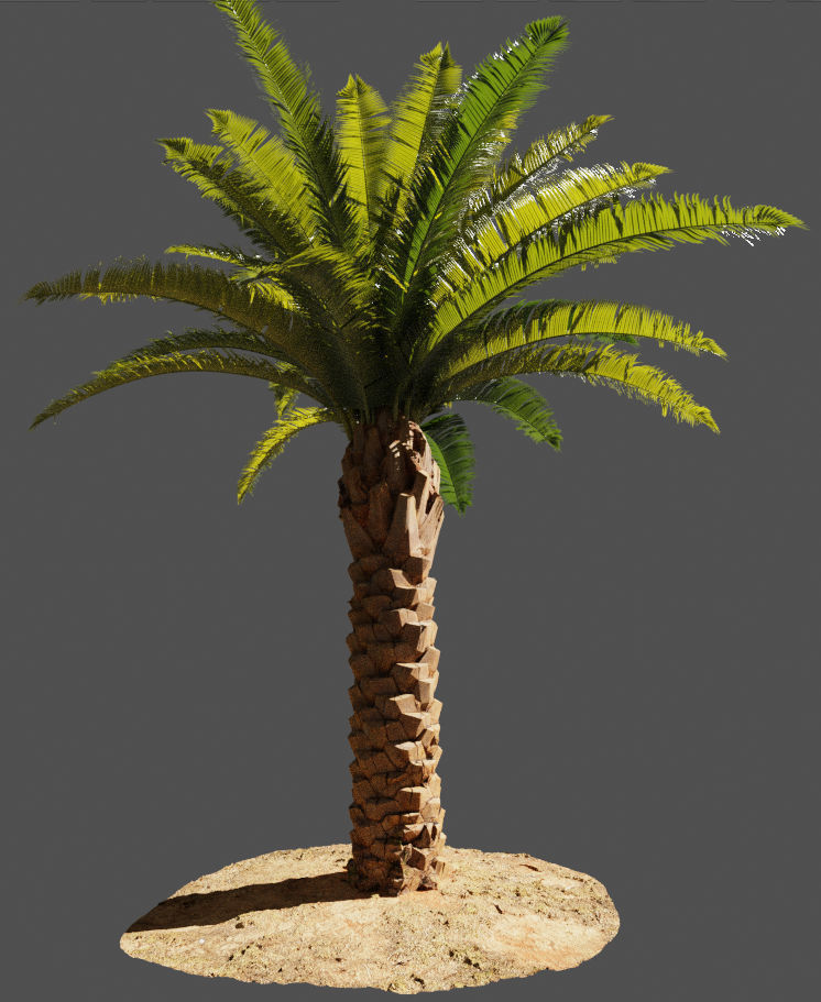 Palm trees - Photoscanned collection _10
