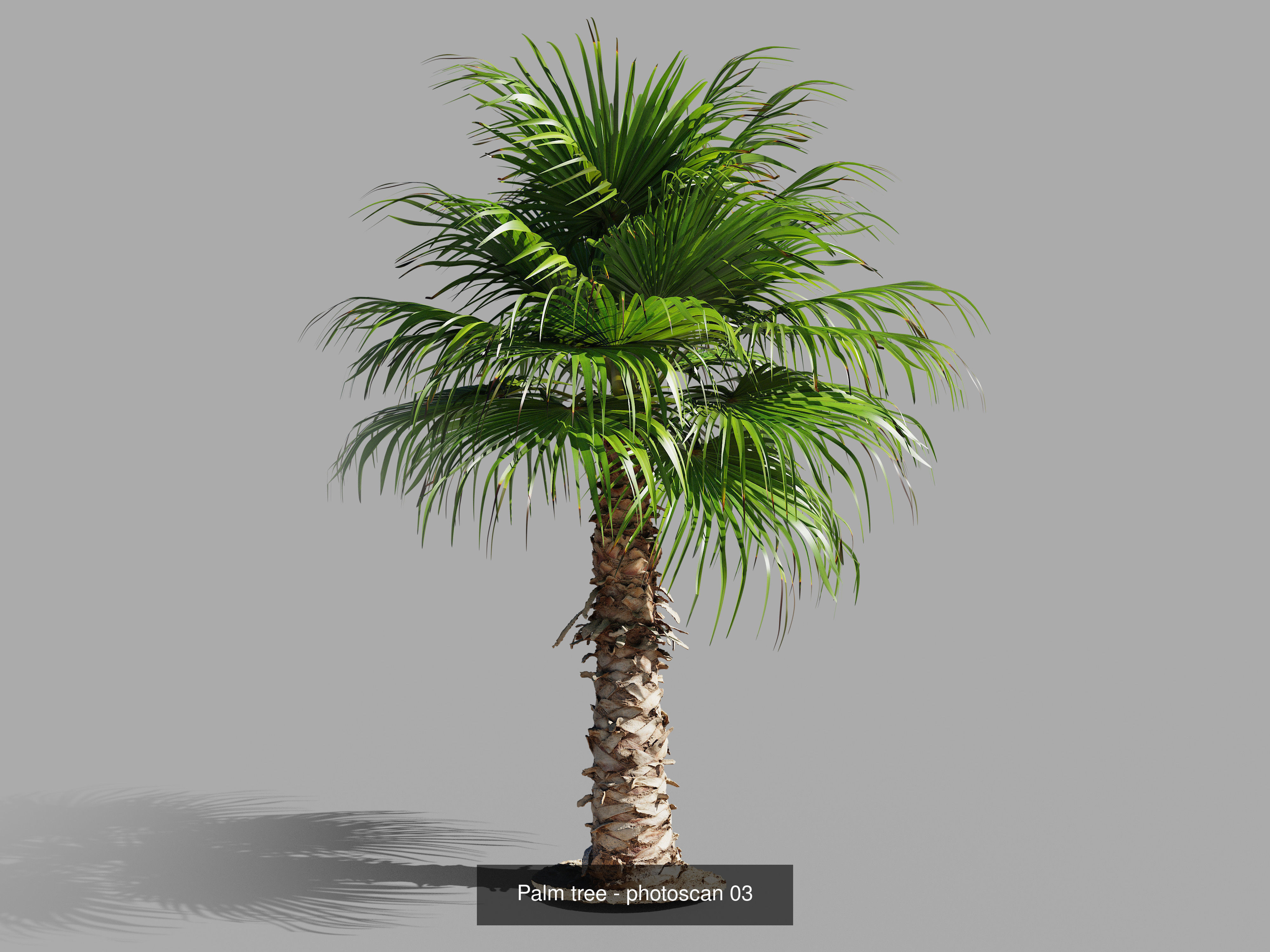 Palm trees - Photoscanned collection _6