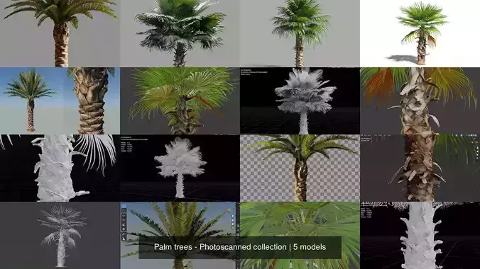 Palm trees - Photoscanned collection 