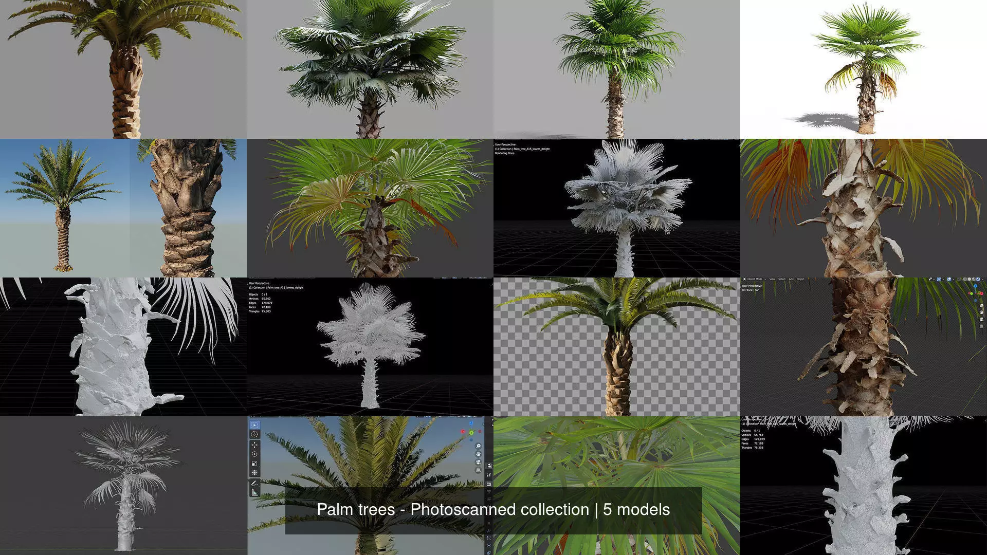 Palm trees - Photoscanned collection _0