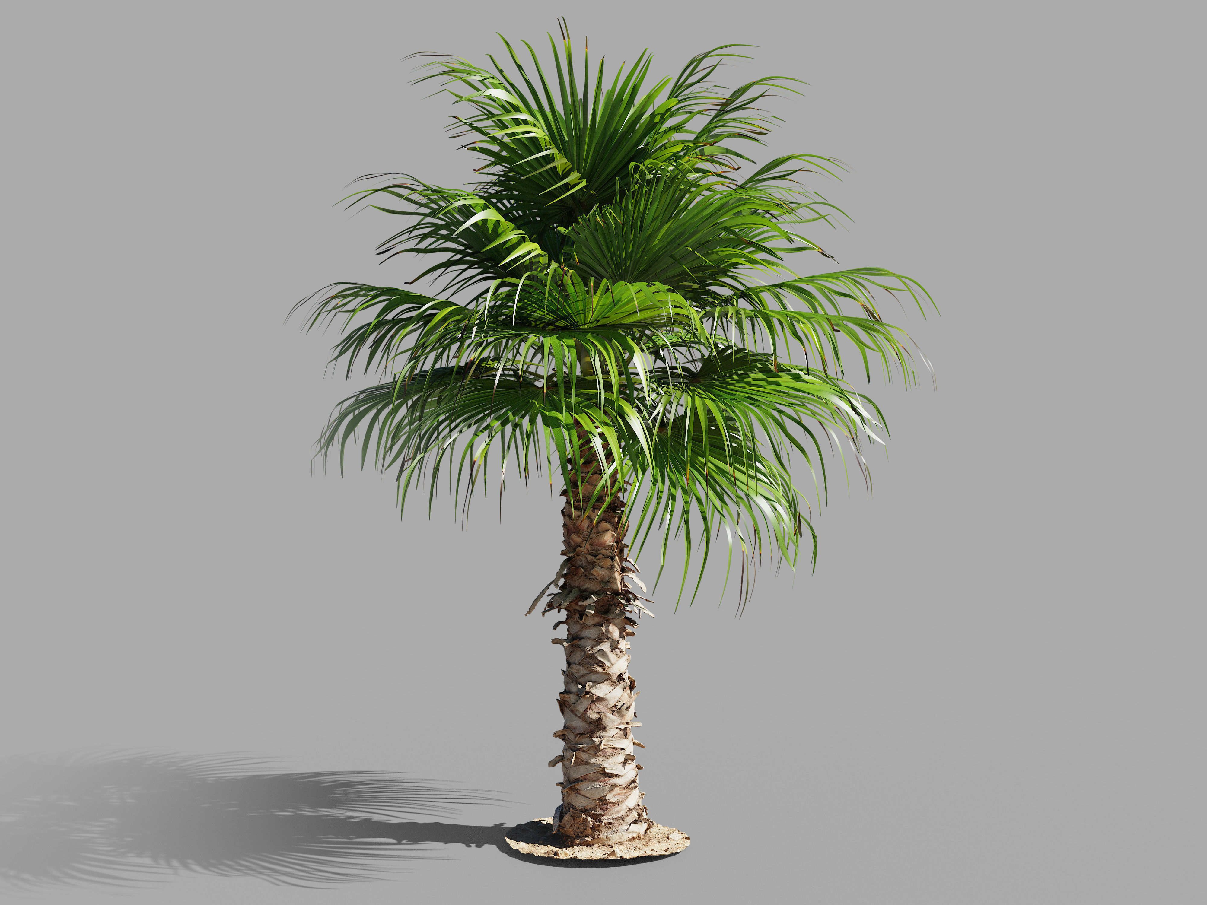 Palm trees - Photoscanned collection _8