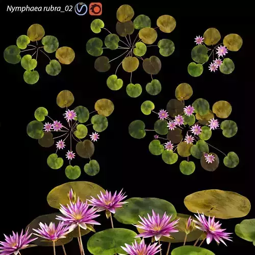 Nymphaea rubra - Water lily -Velutha ambal 02