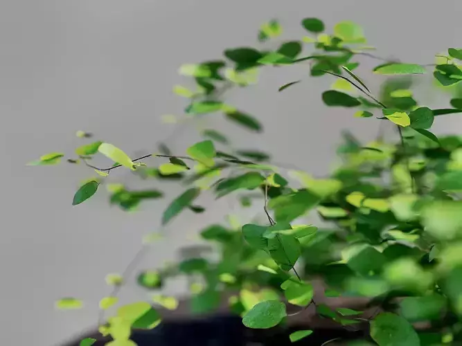 Small plant creeping vine