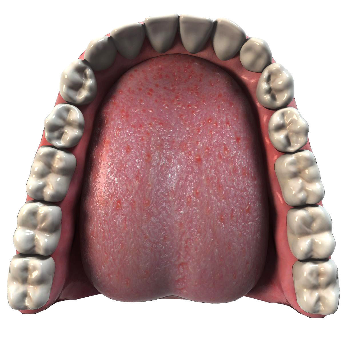 Mouth Teeth Tongue Low-poly 3D model_3
