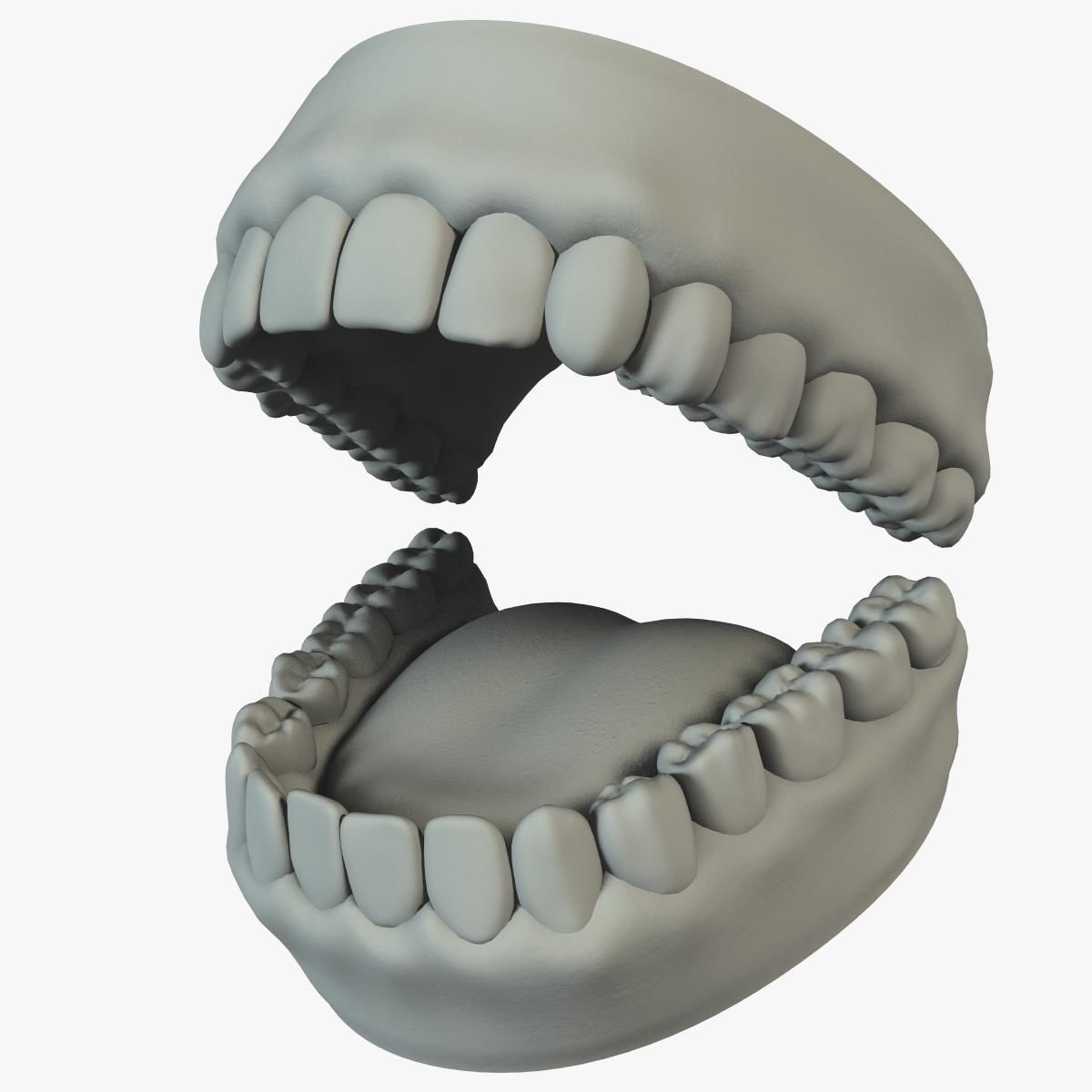 Mouth Teeth Tongue Low-poly 3D model_4