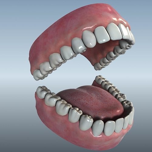 Mouth Teeth Tongue Low-poly 3D model
