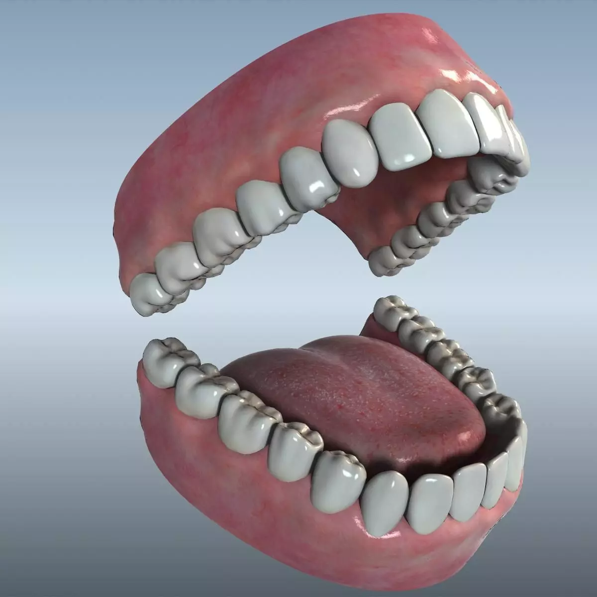 Mouth Teeth Tongue Low-poly 3D model_0