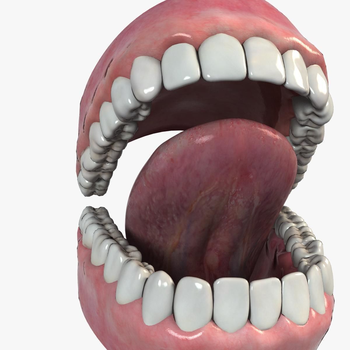 Mouth Teeth Tongue Low-poly 3D model_1