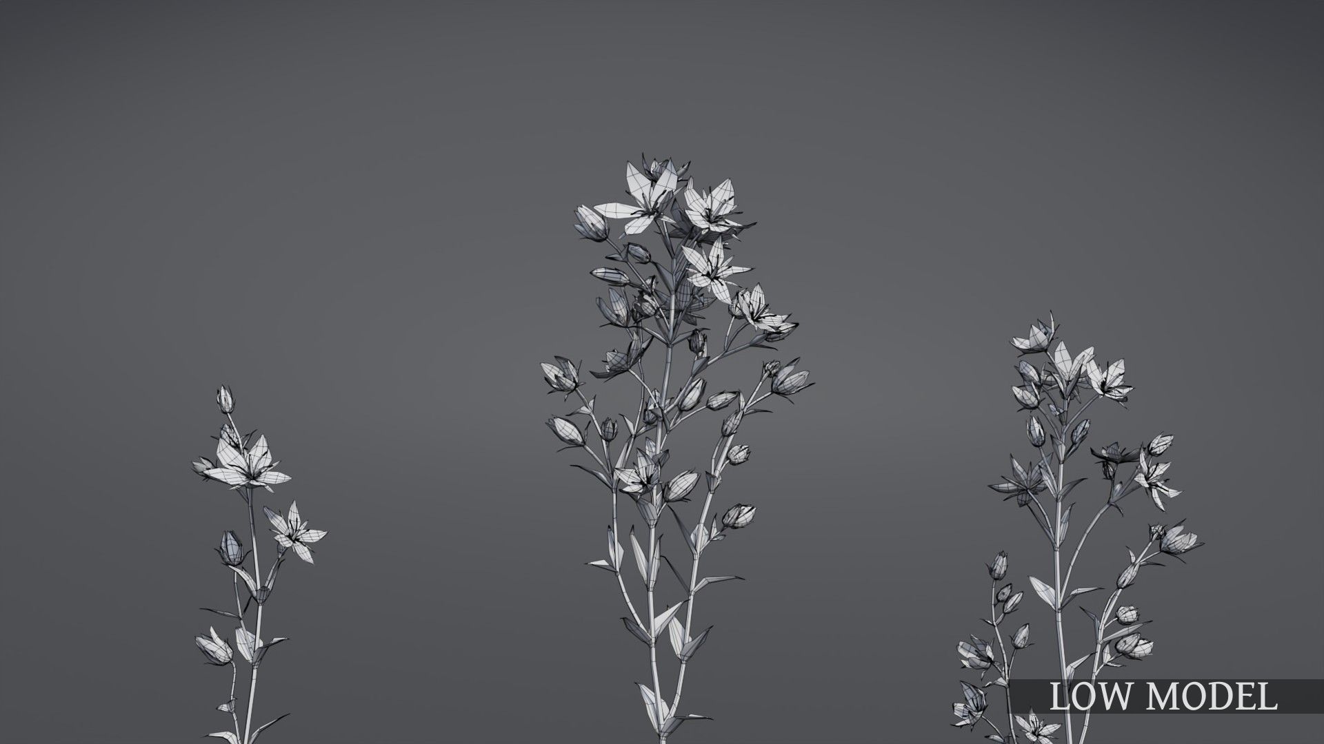 Lomatogonium Collection vol02  3D model_11