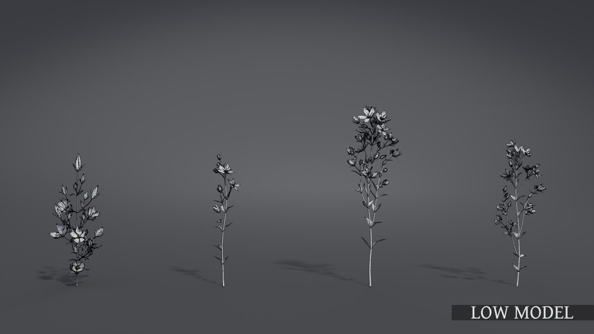 Lomatogonium Collection vol02  3D model_10