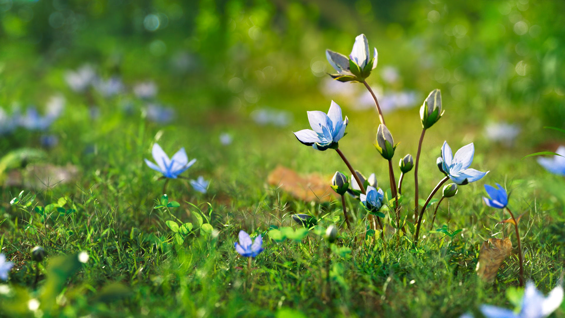 Lomatogonium Collection vol02  3D model_1