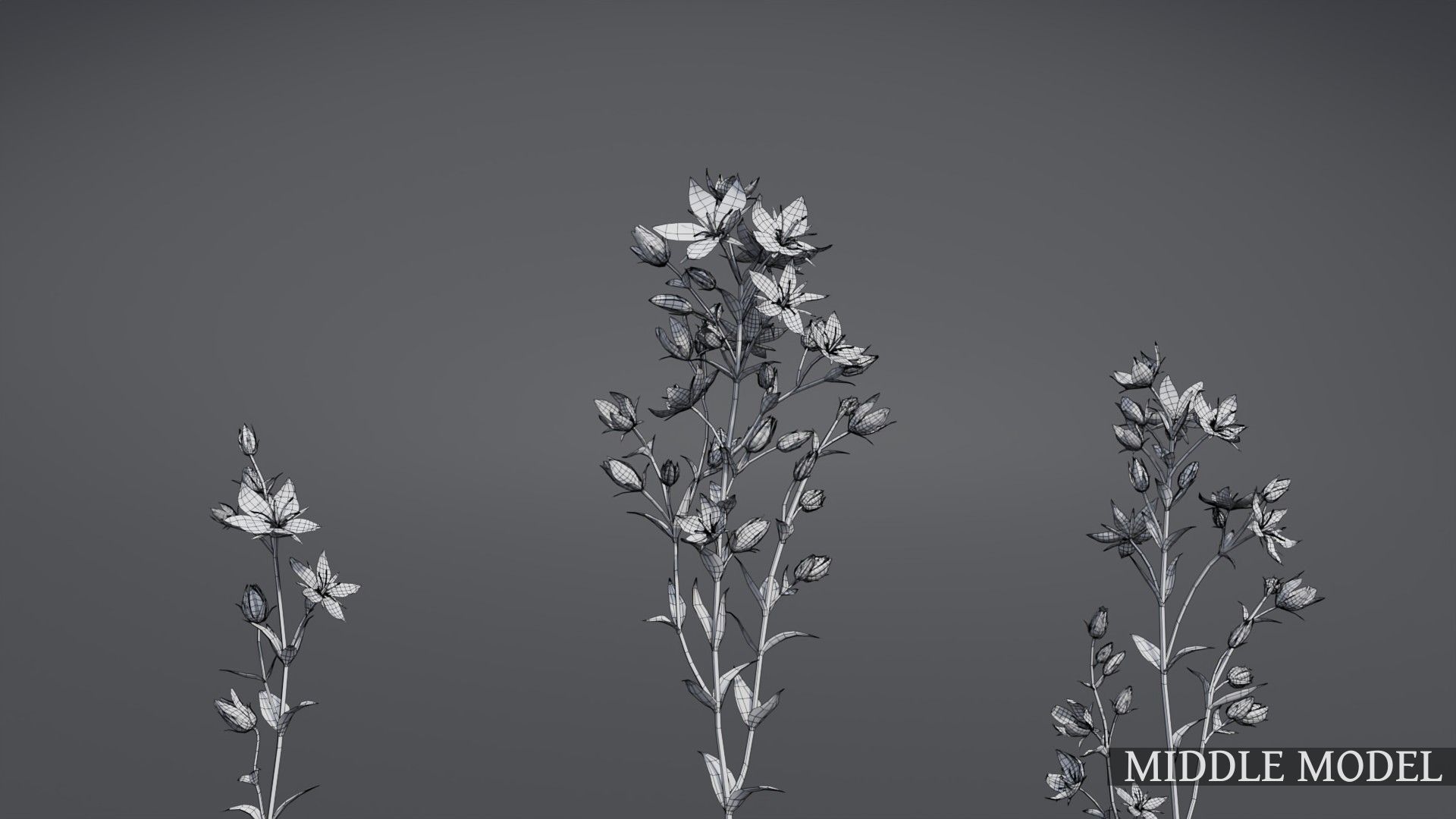 Lomatogonium Collection vol02  3D model_8