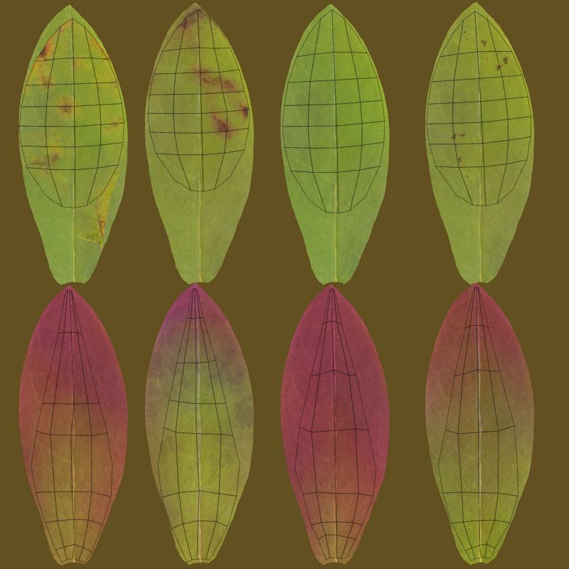Lomatogonium Collection vol02  3D model_16