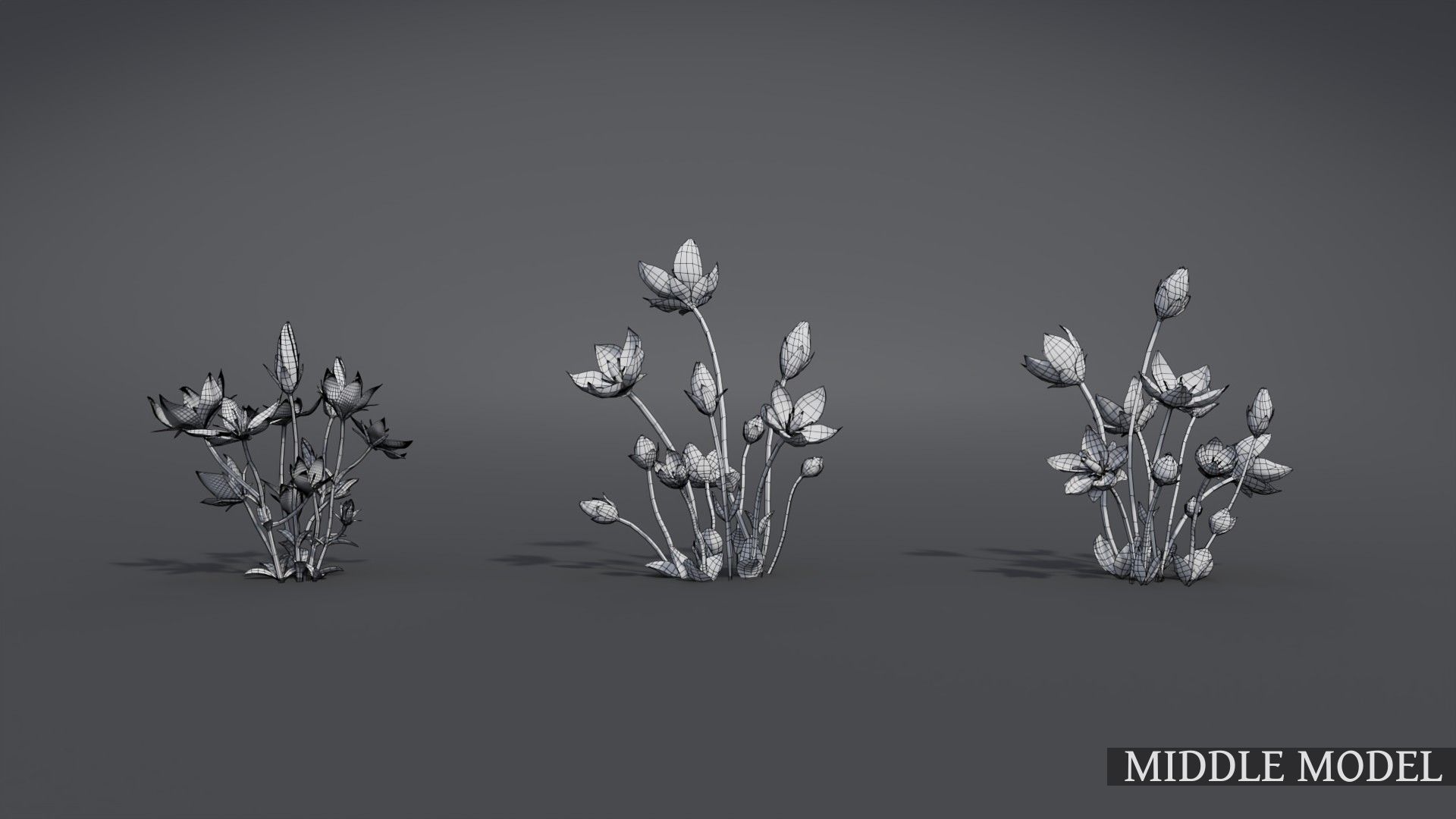 Lomatogonium Collection vol02  3D model_6