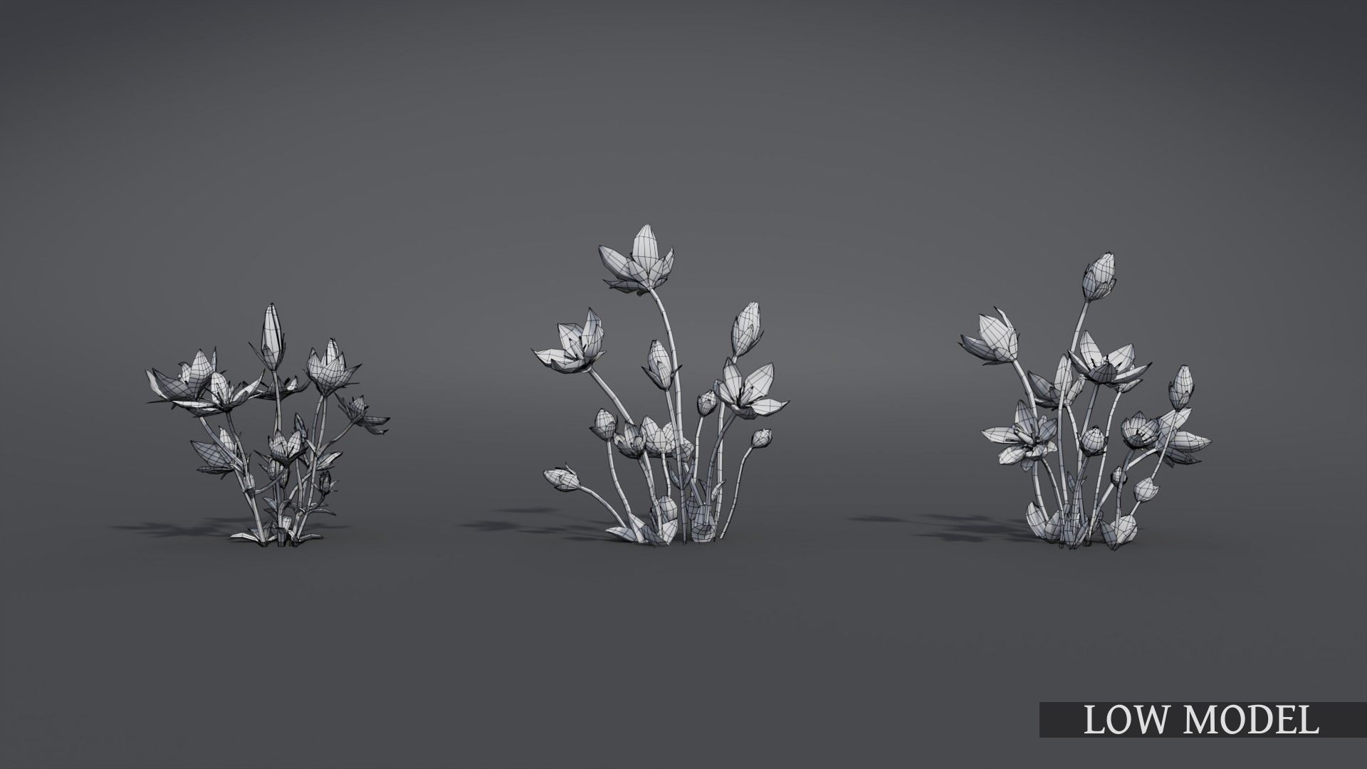 Lomatogonium Collection vol02  3D model_9