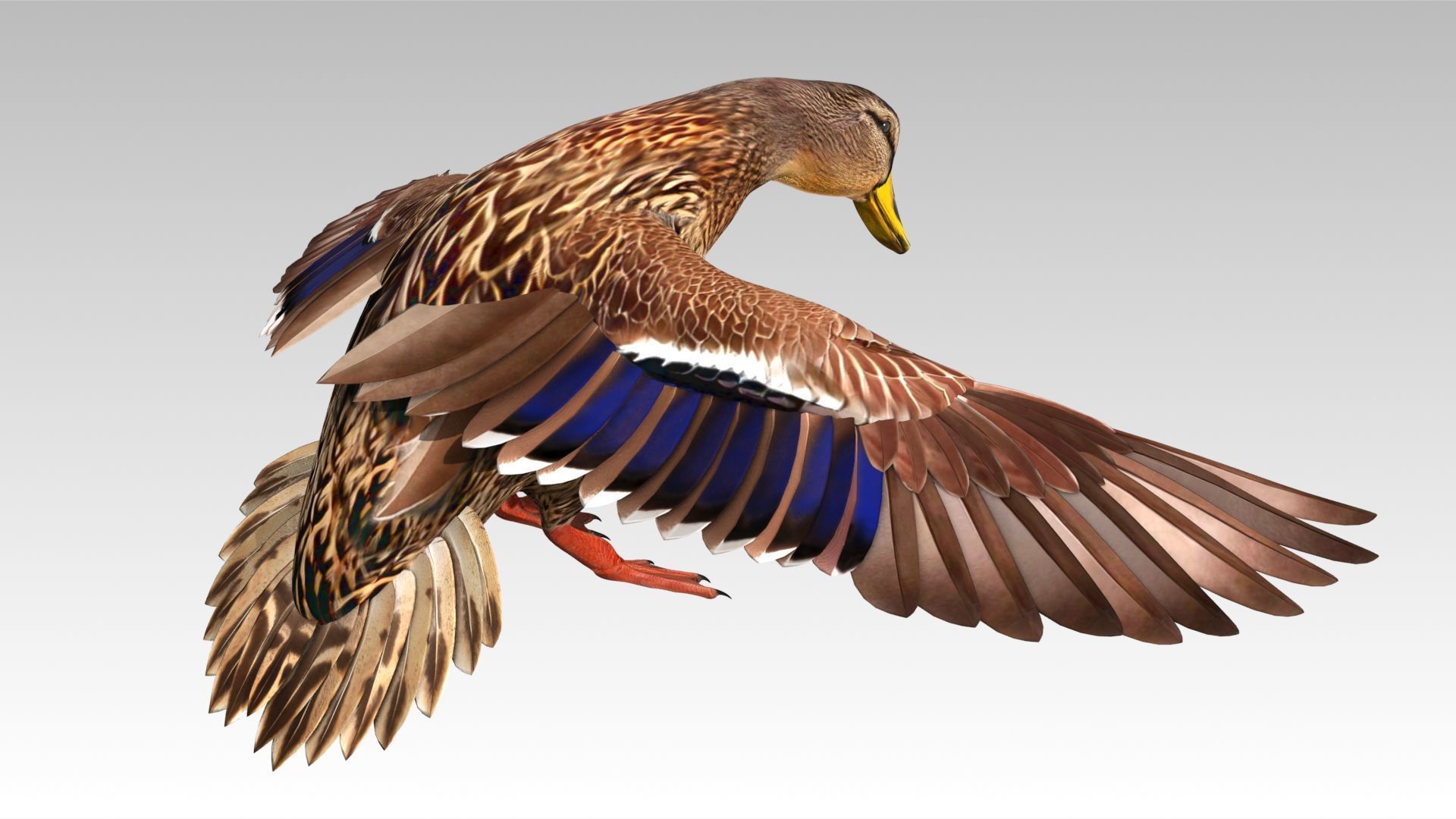 Mallard Duck Female Low-poly 3D model_13