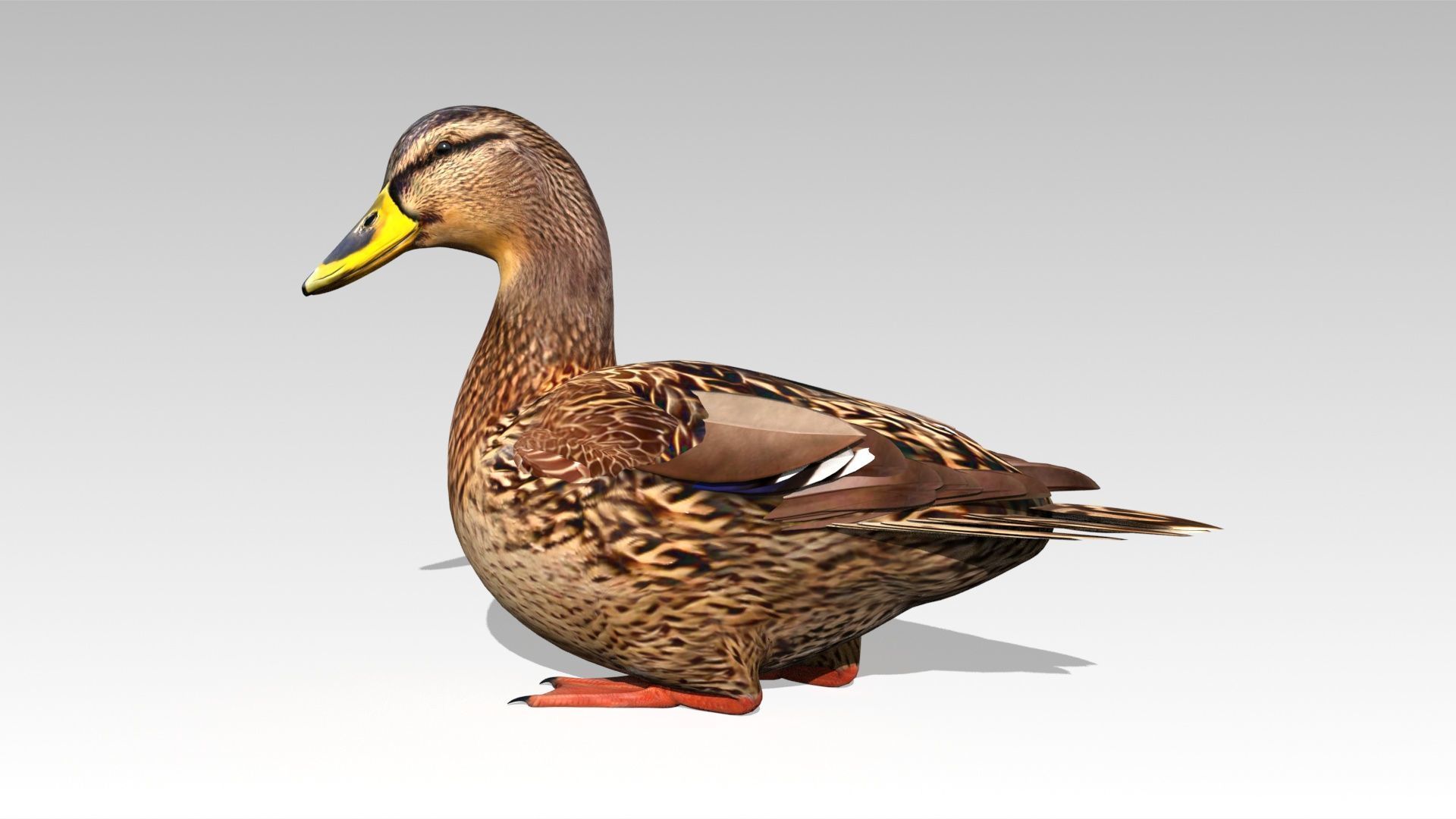Mallard Duck Female Low-poly 3D model_4